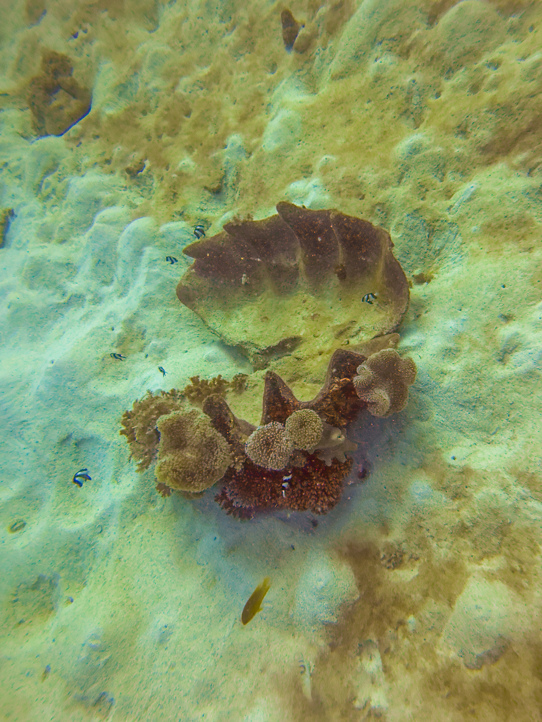 AAQF4952.jpg — Great Barrier Reef Feb 2025