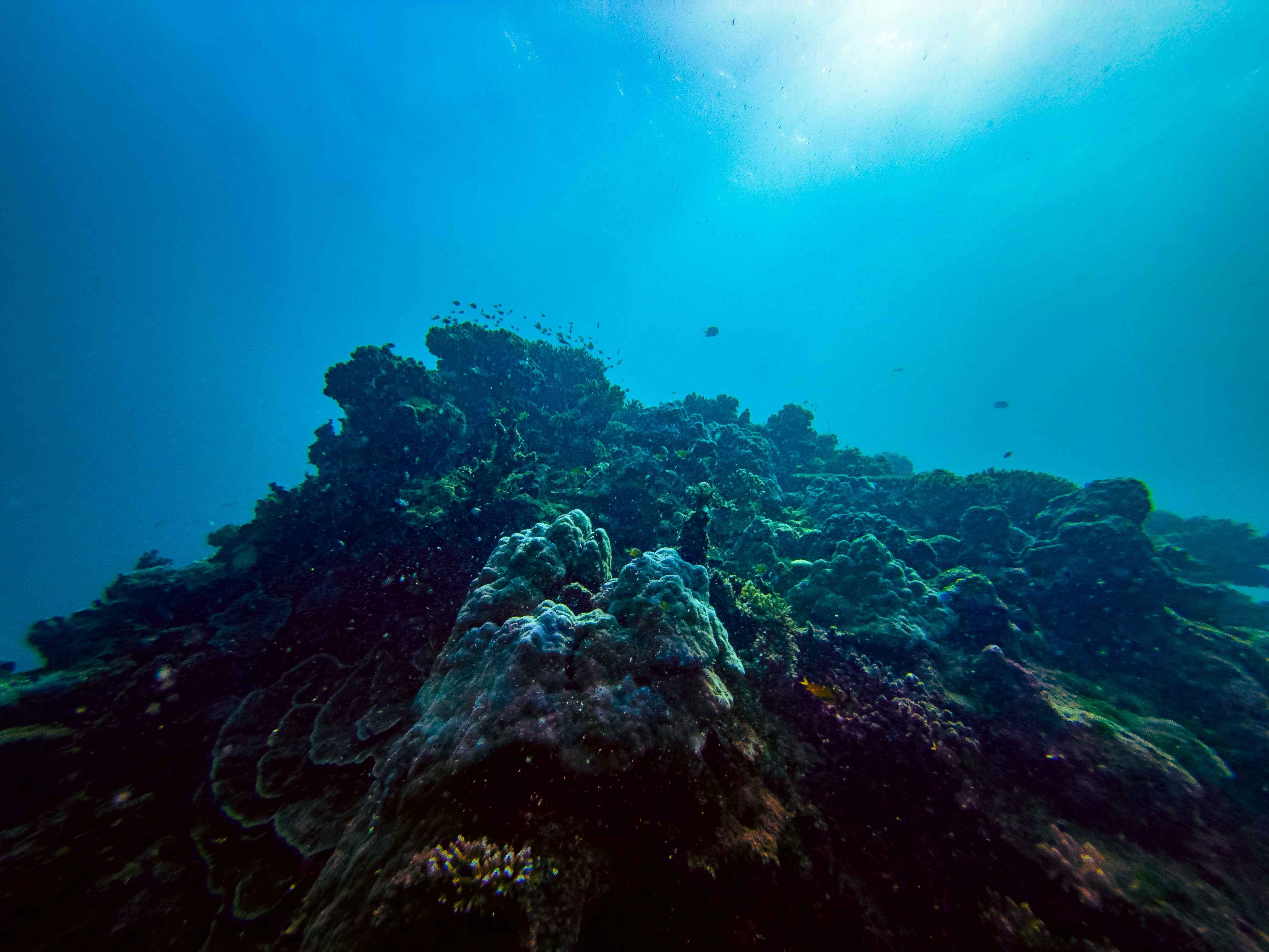 AEUG6180.jpg — Great Barrier Reef Feb 2025