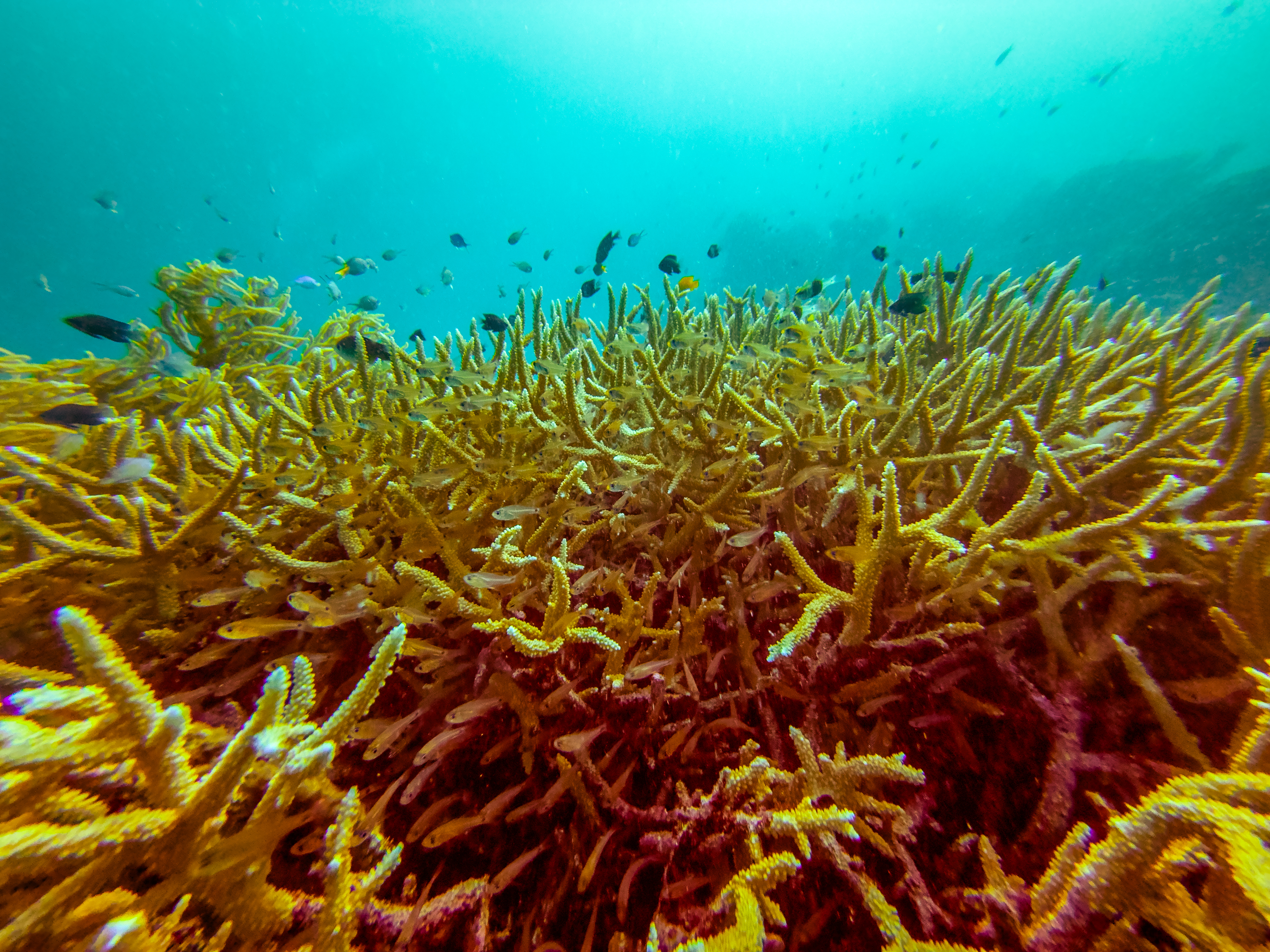 AZQB5784.jpg — Great Barrier Reef Feb 2025