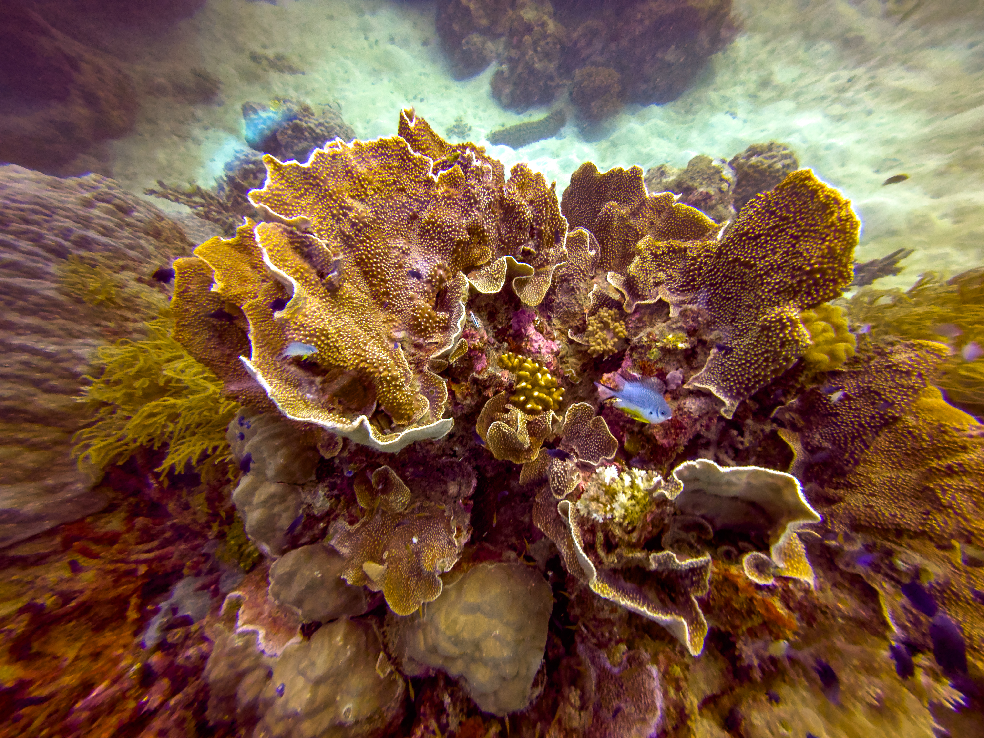 BHAS3437.jpg — Great Barrier Reef Feb 2025