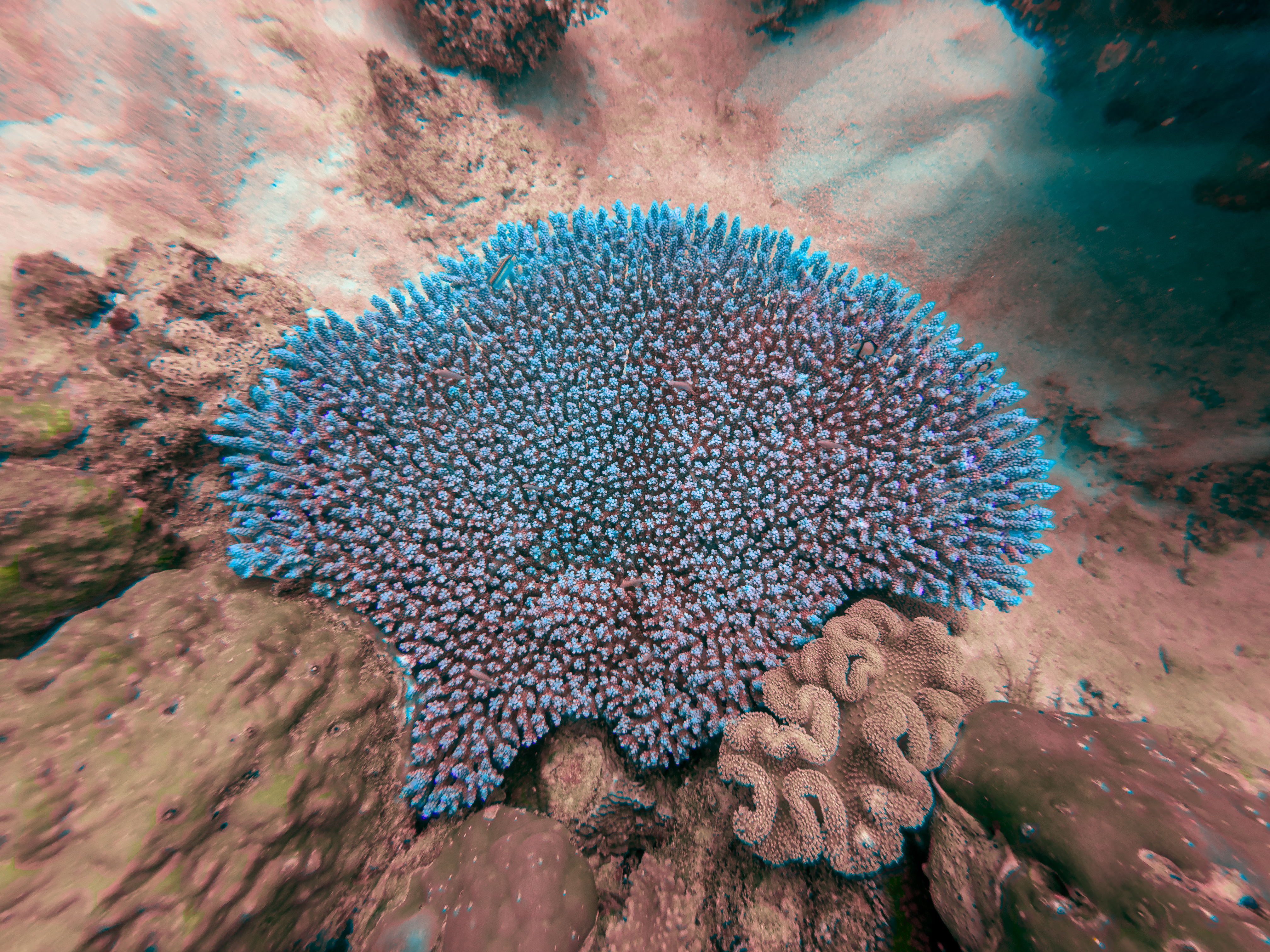 BIQC8077.jpg — Great Barrier Reef Feb 2025