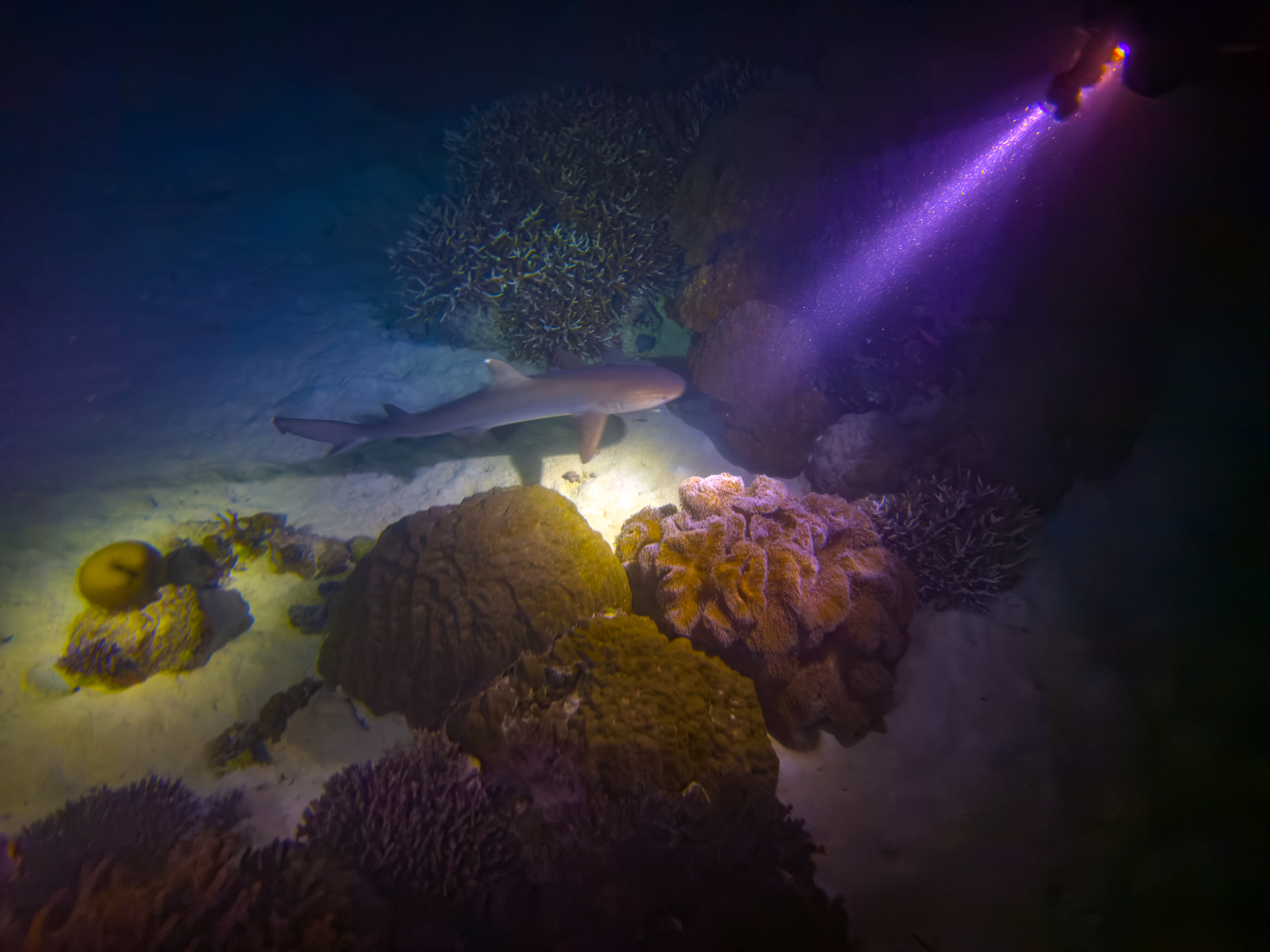 BJDB3687.jpg — Great Barrier Reef Feb 2025