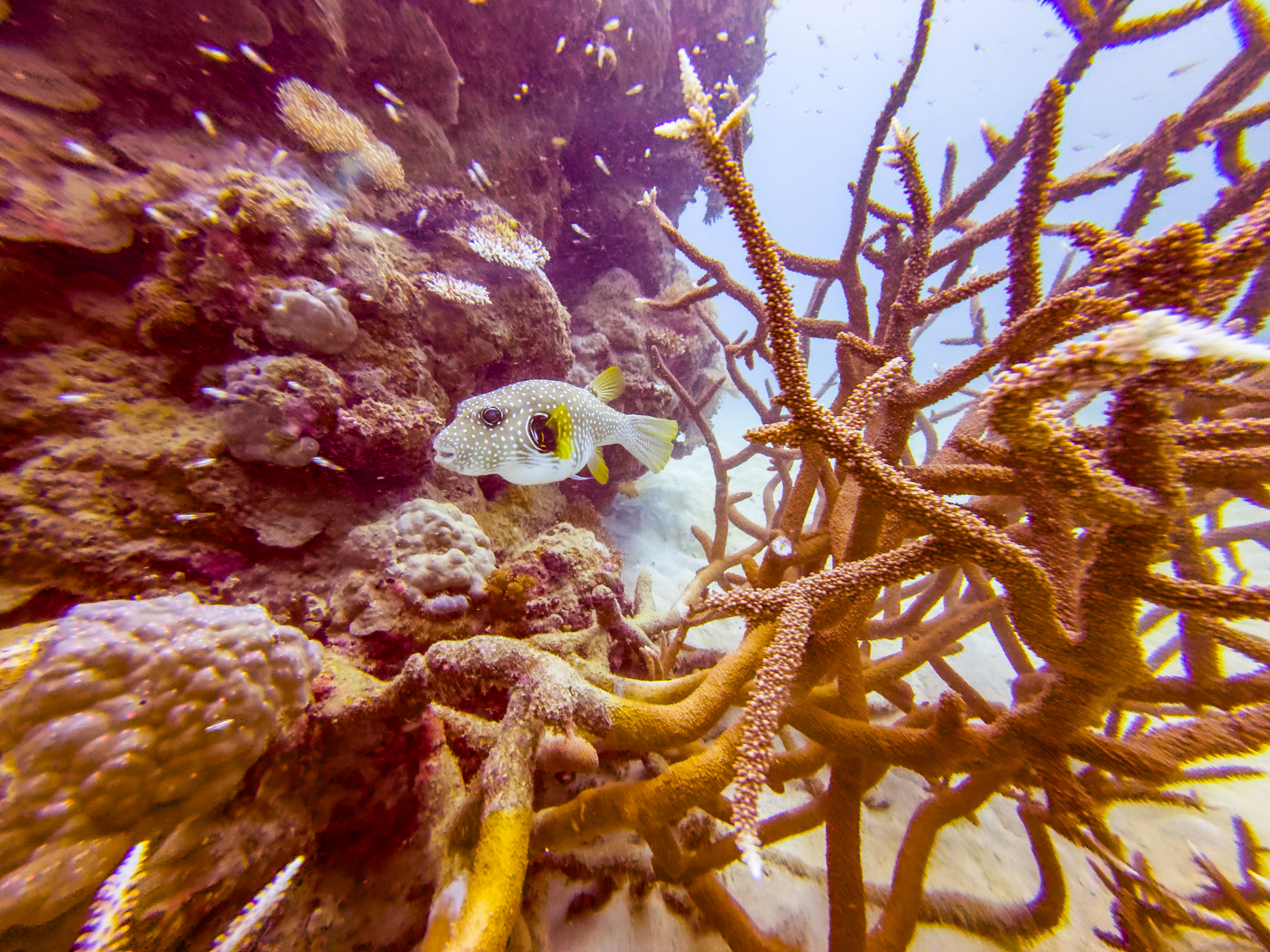 BKFT6733.jpg — Great Barrier Reef Feb 2025