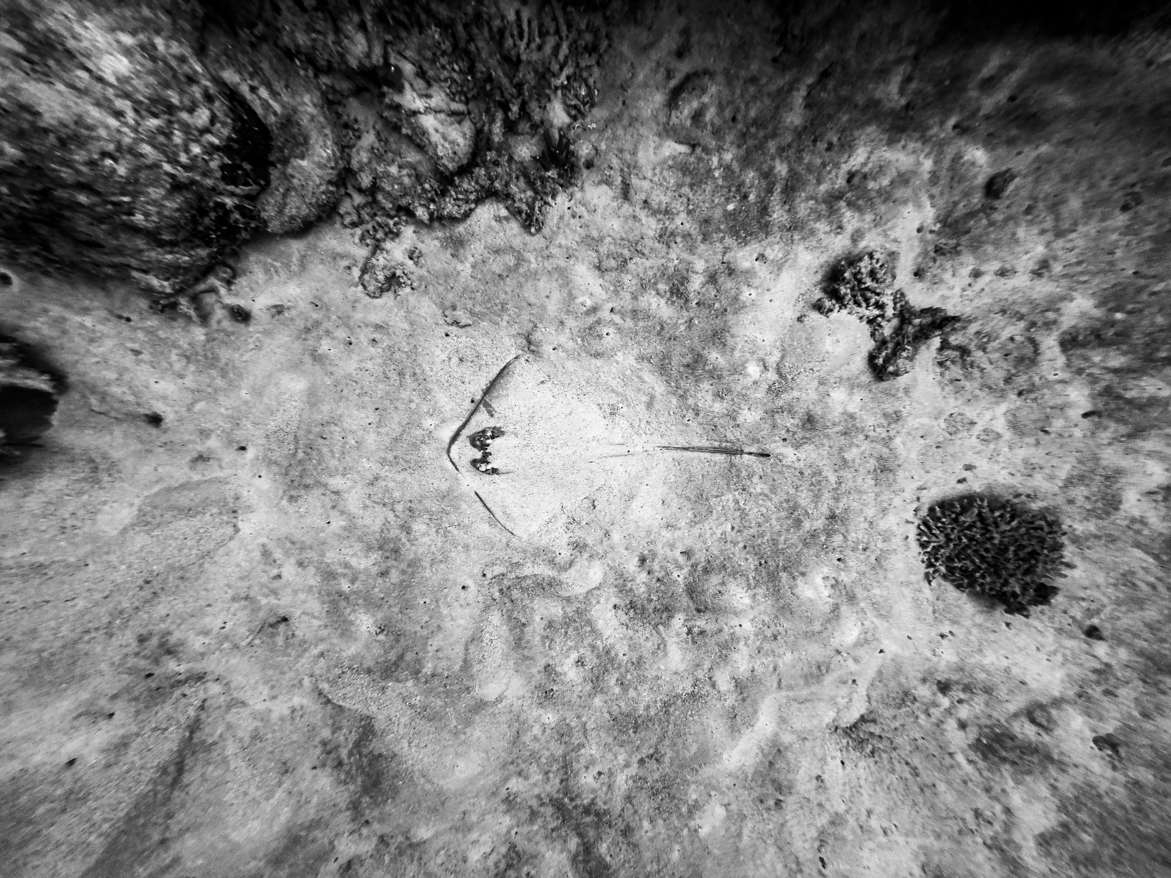 CDRG5262.jpg — Great Barrier Reef Feb 2025