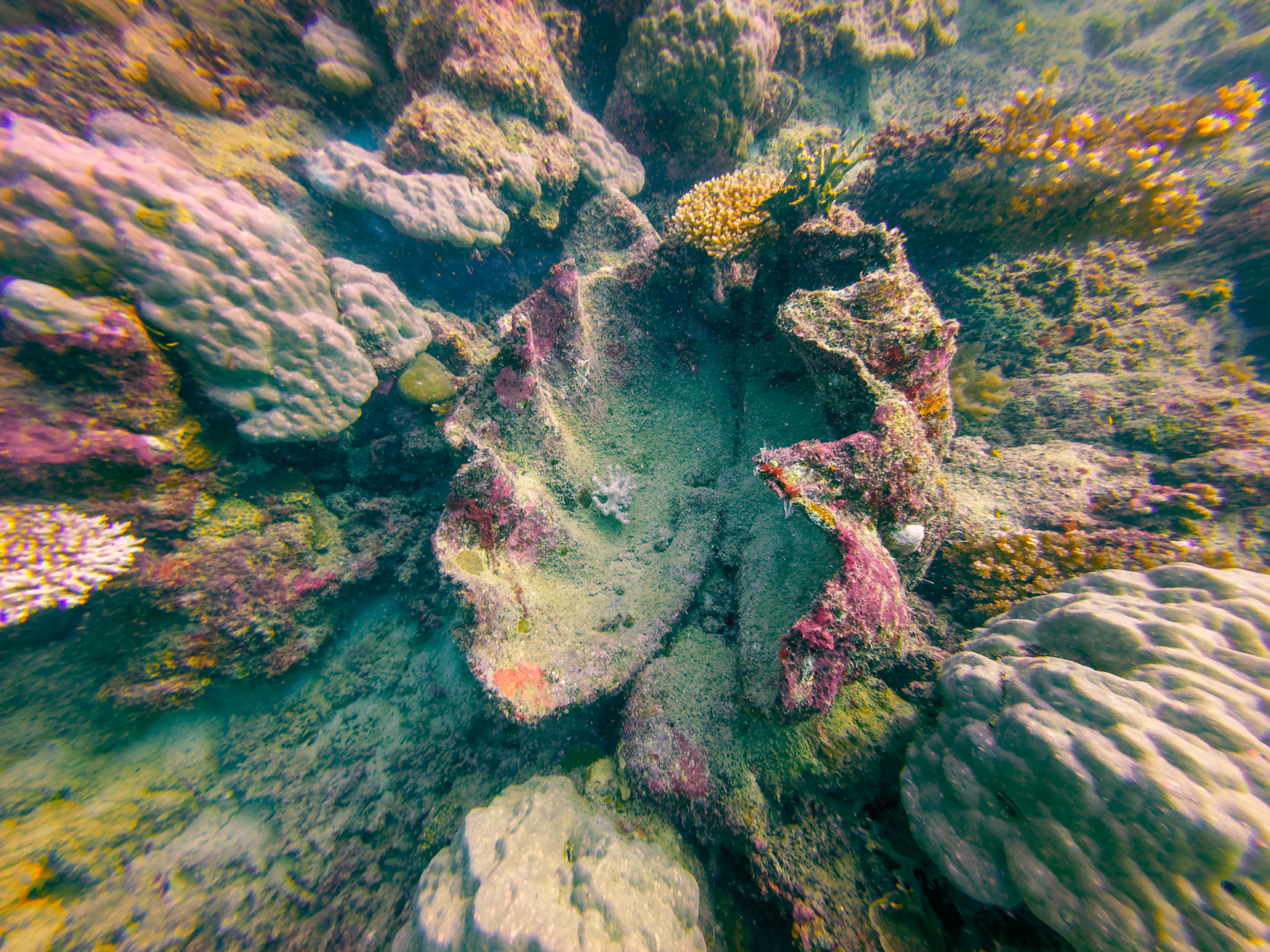 CHTD5839.jpg — Great Barrier Reef Feb 2025