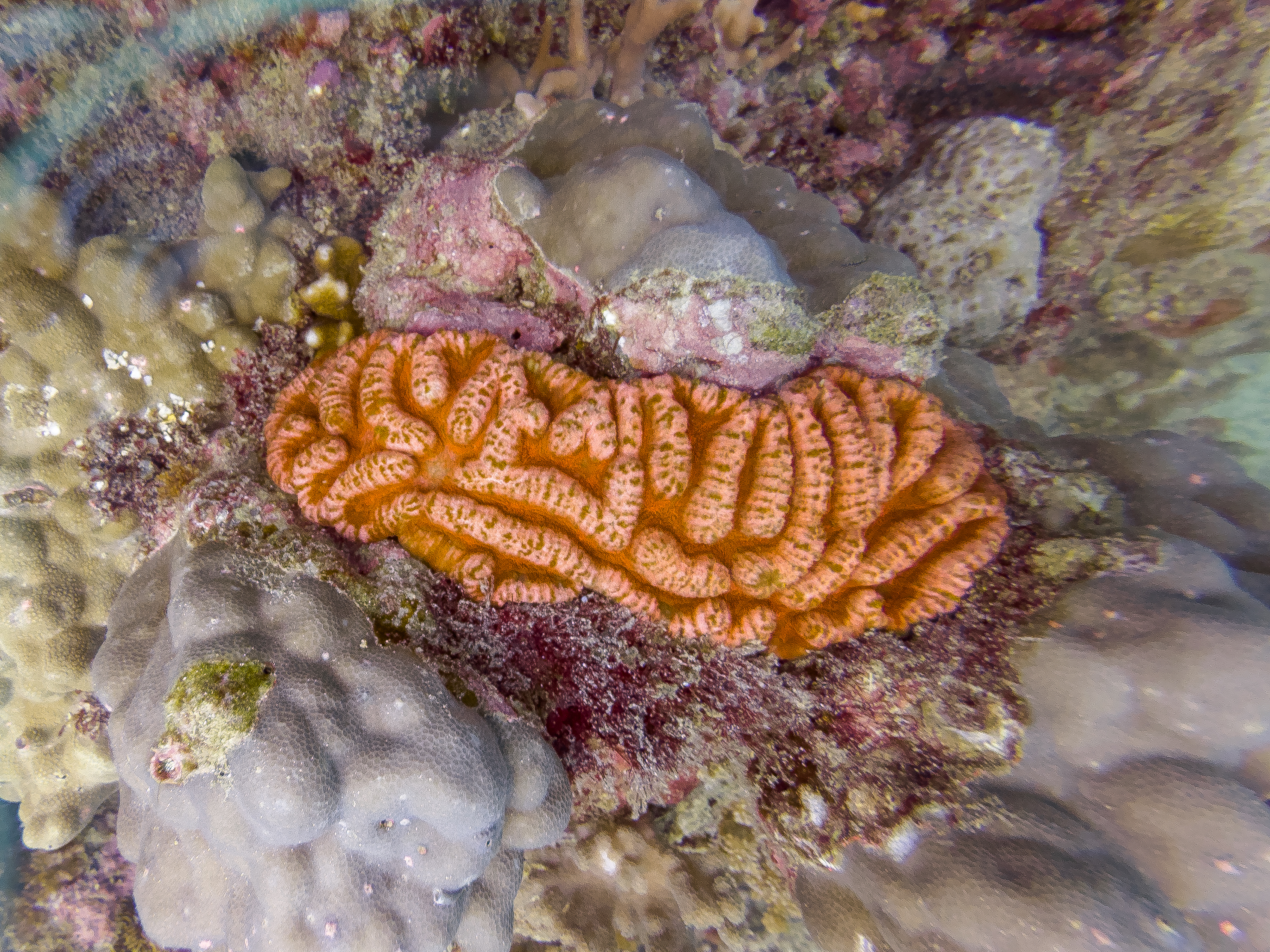 CLVN4866.jpg — Great Barrier Reef Feb 2025
