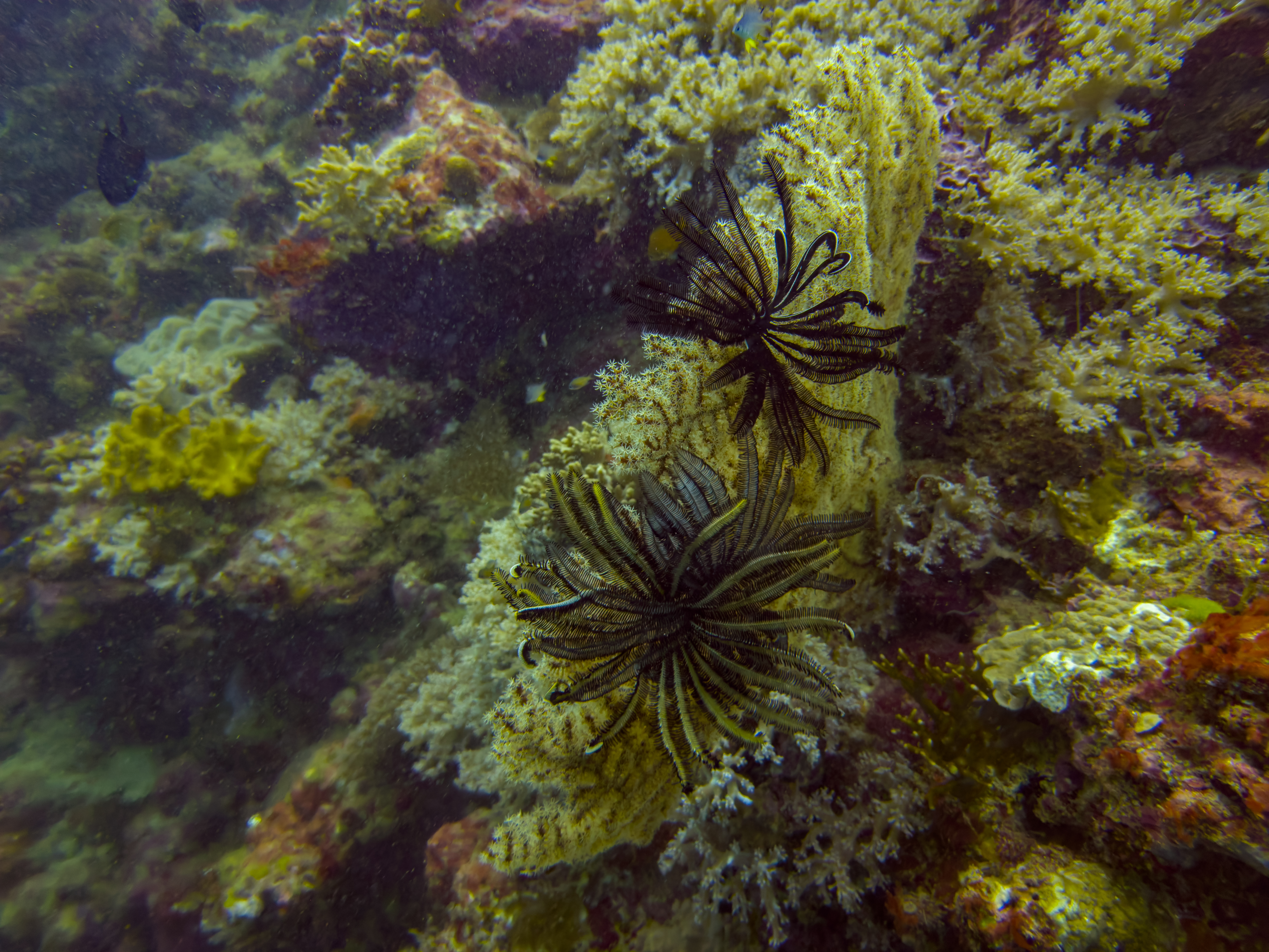 CSVV3104.jpg — Great Barrier Reef Feb 2025