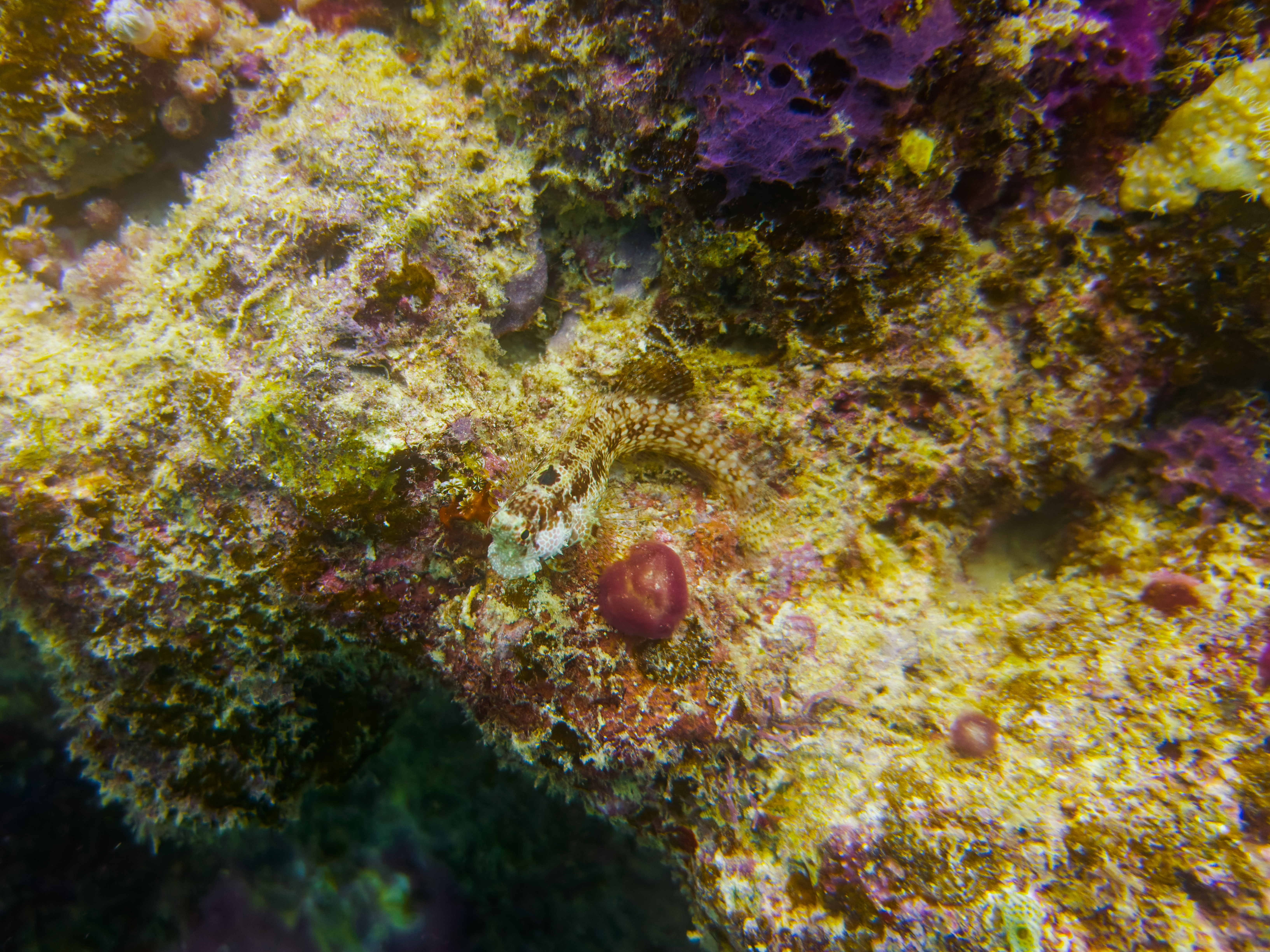 CWFM0697.jpg — Great Barrier Reef Feb 2025