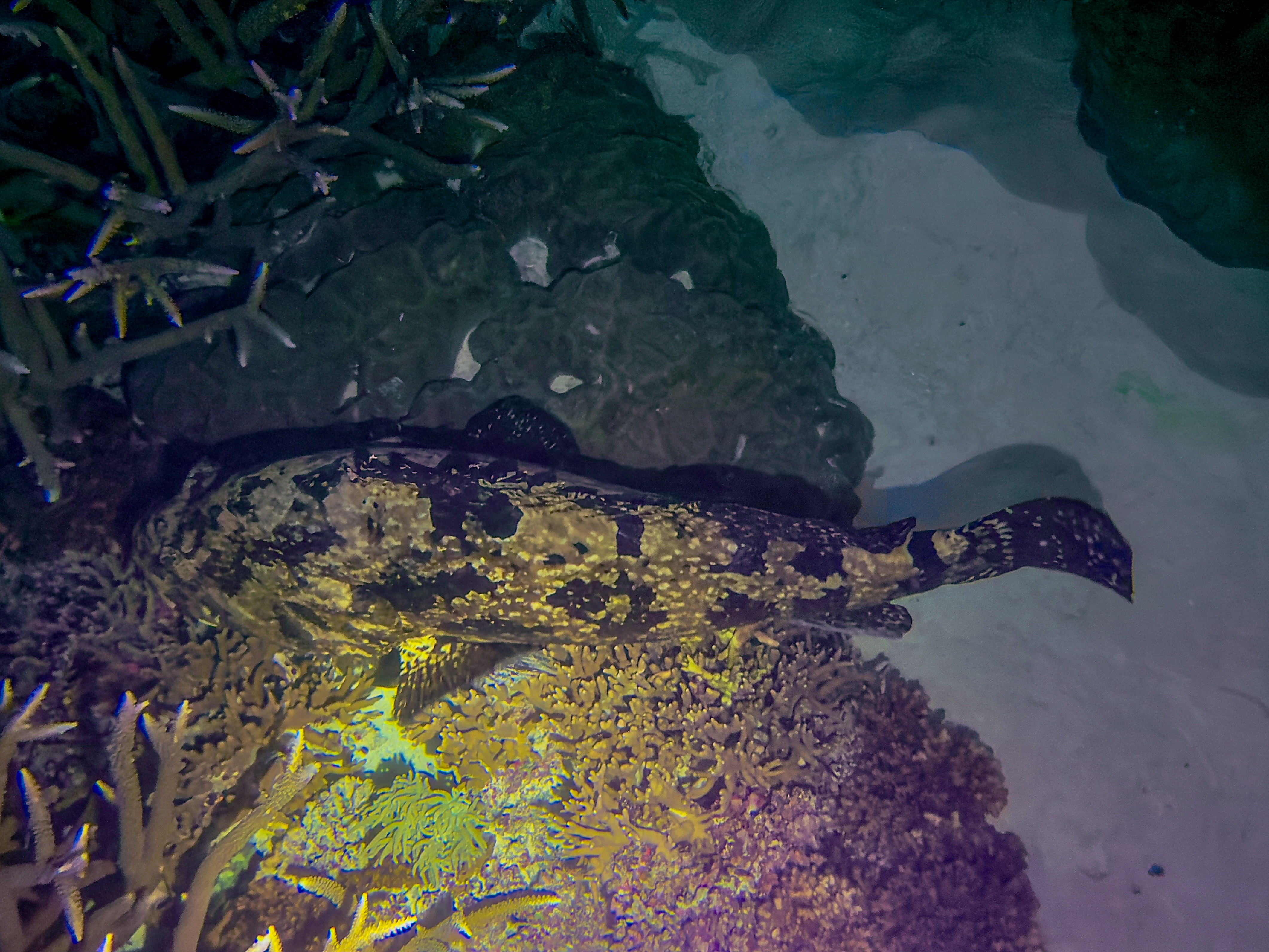 DDCXE2708.jpg — Great Barrier Reef Feb 2025