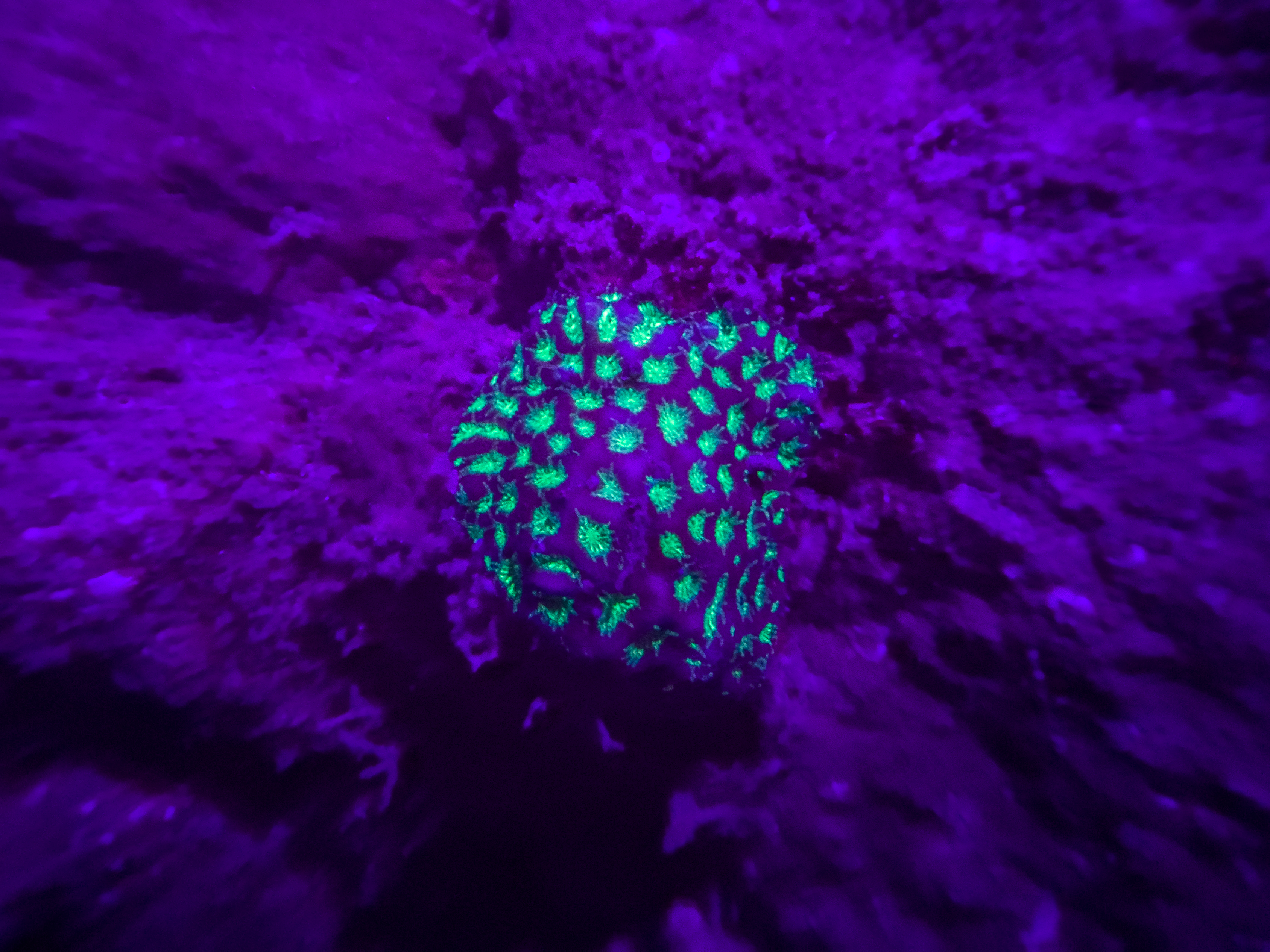DIGY8494.jpg — Great Barrier Reef Feb 2025