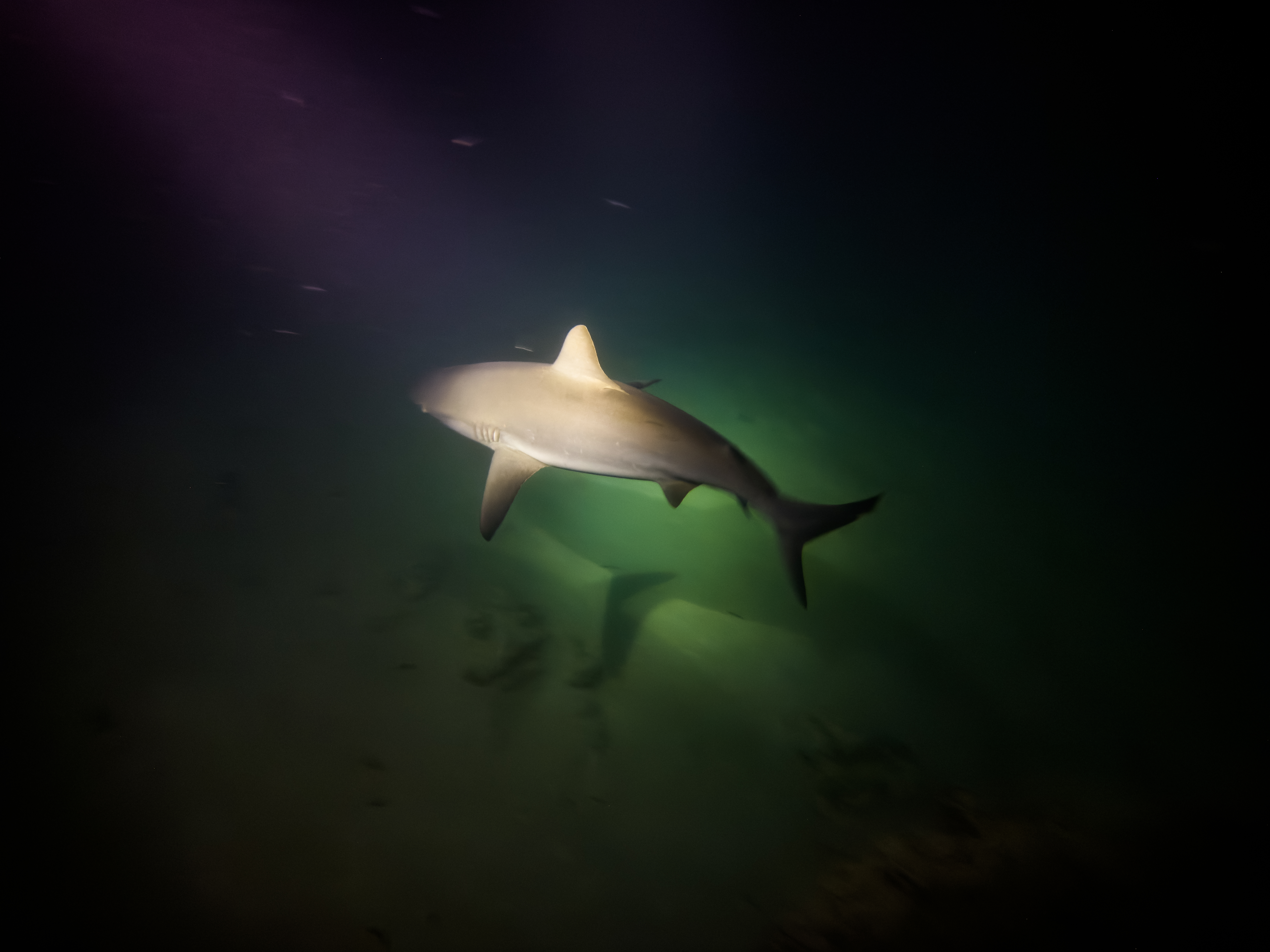 DXTV9354.jpg — Great Barrier Reef Feb 2025