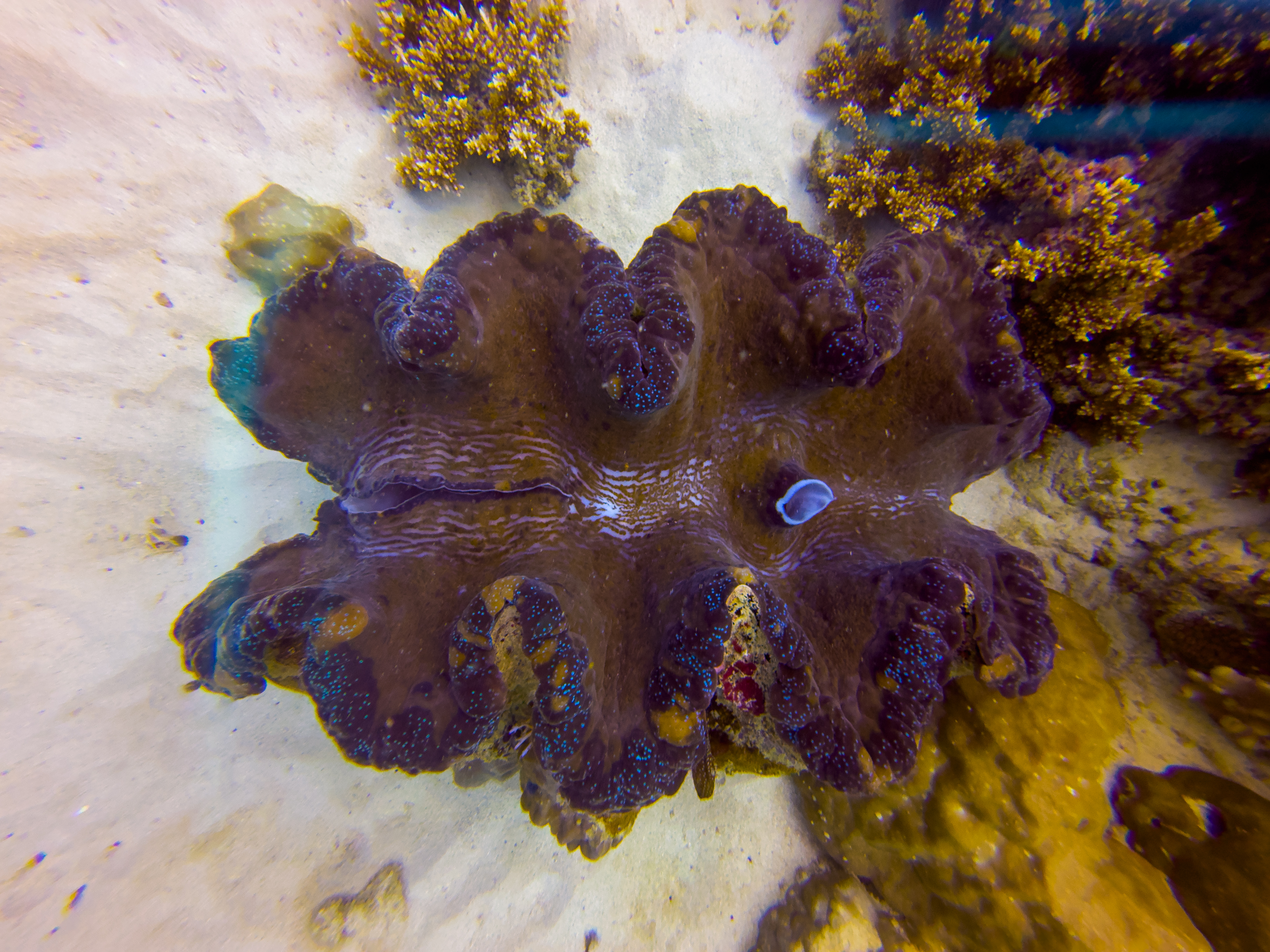 EVLY2441.jpg — Great Barrier Reef Feb 2025