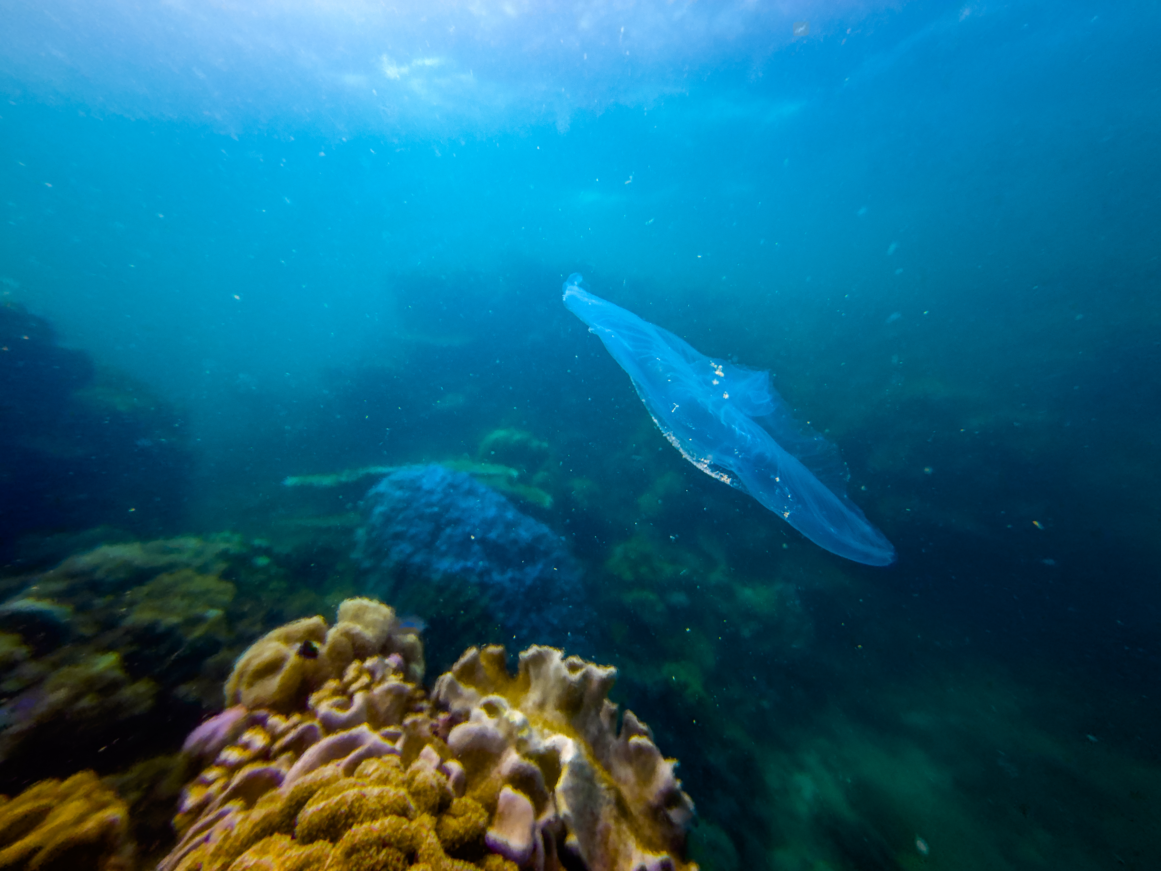 FHFP9940.jpg — Great Barrier Reef Feb 2025