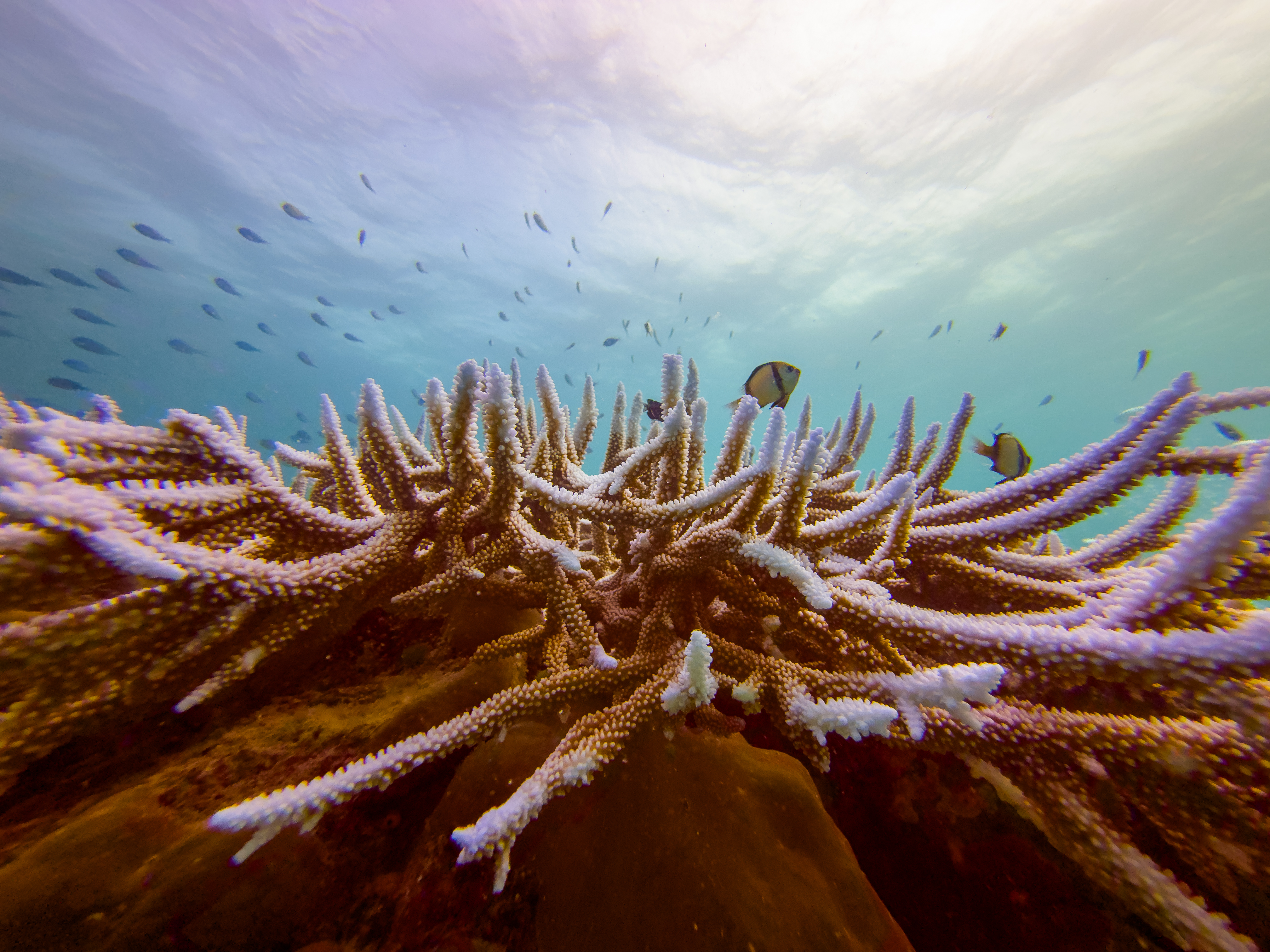 FYRD6504.jpg — Great Barrier Reef Feb 2025