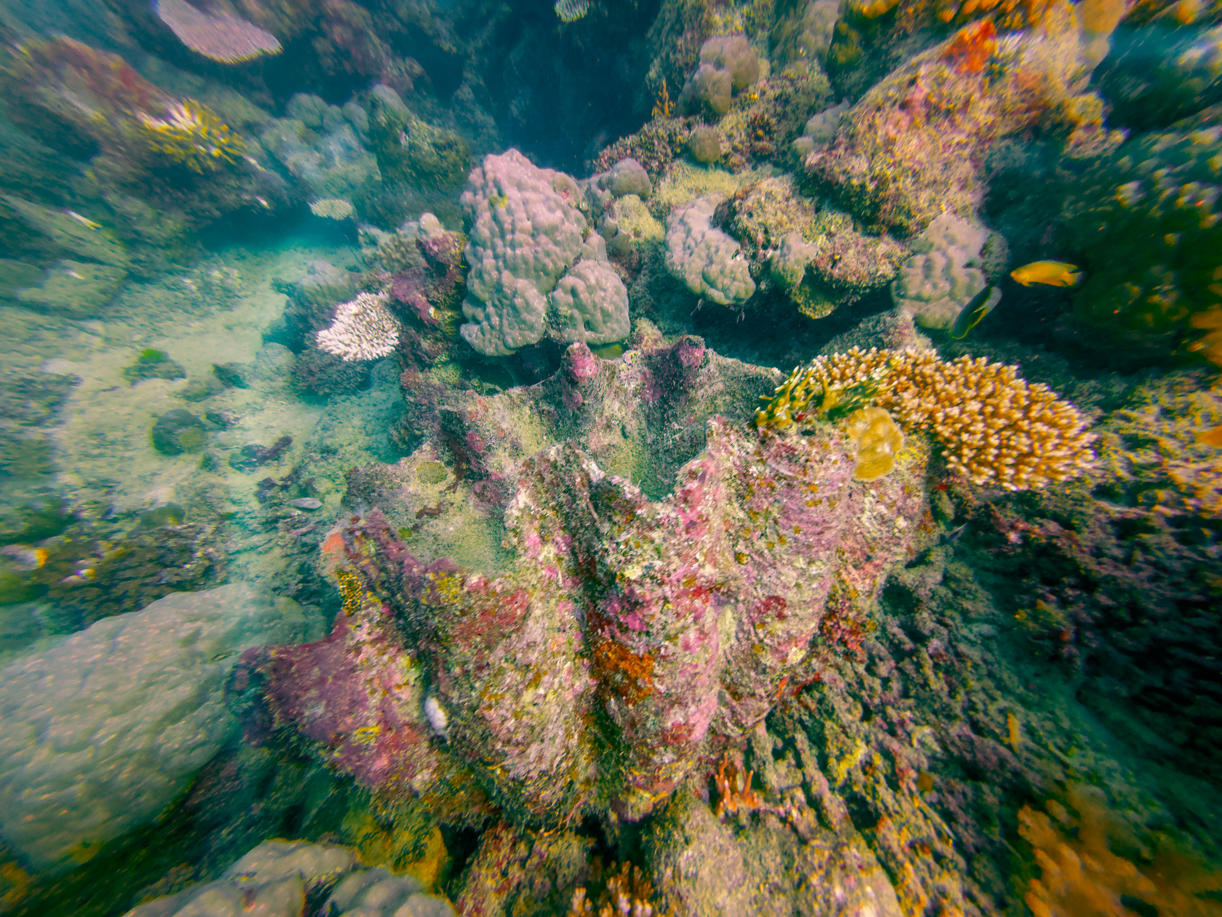 GAOY4769.jpg — Great Barrier Reef Feb 2025