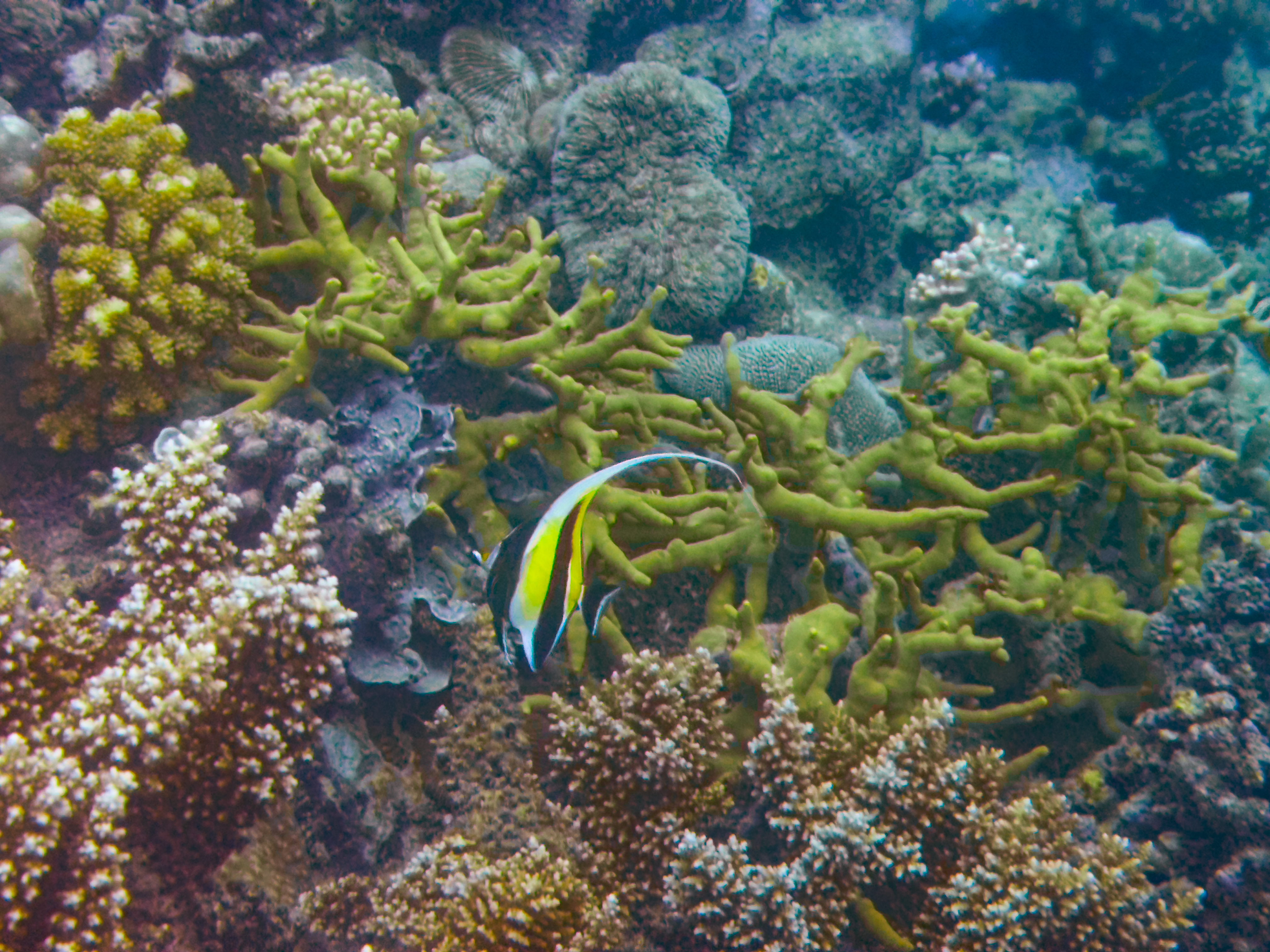 GDHN8128.jpg — Great Barrier Reef Feb 2025