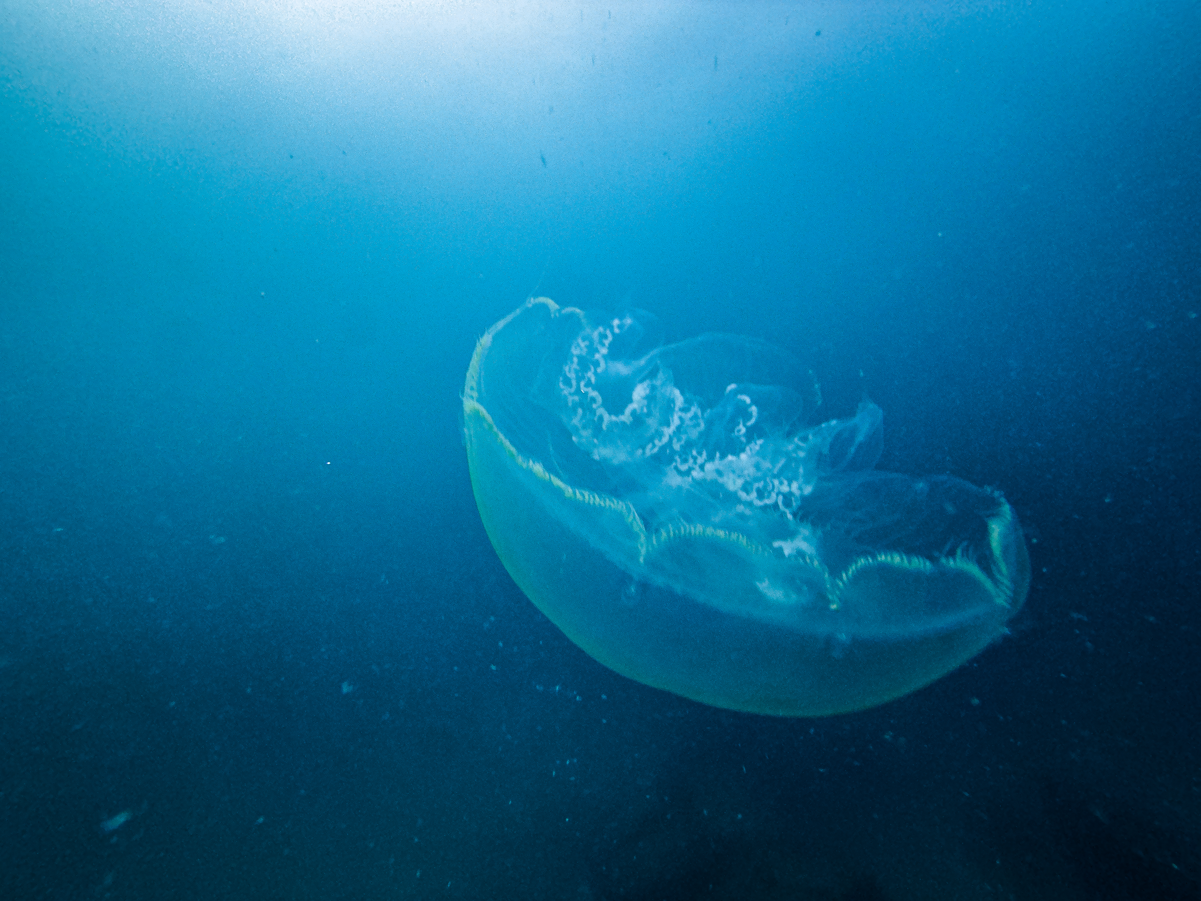 GFAG7785.jpg — Great Barrier Reef Feb 2025