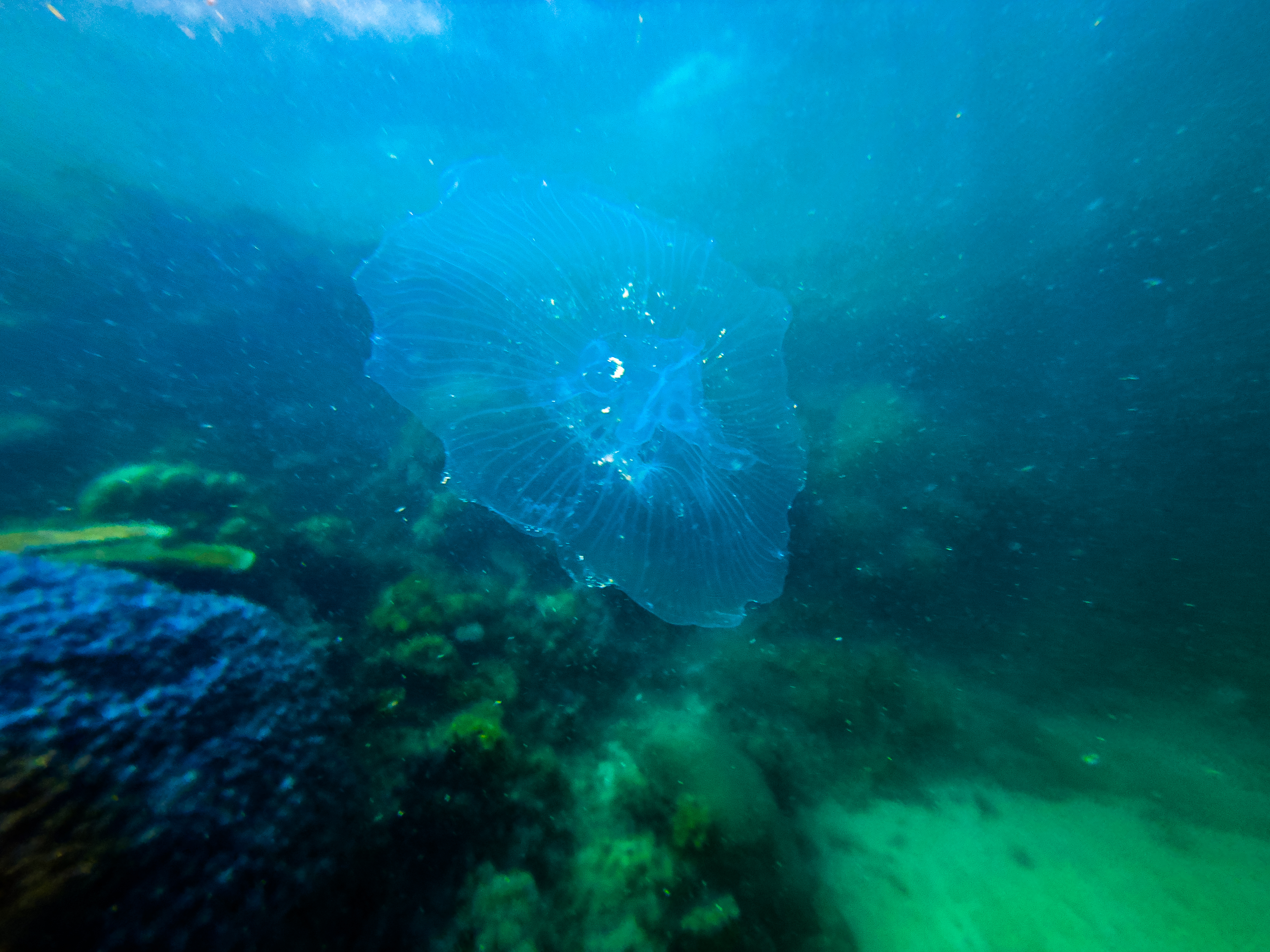 HJYV6244.jpg — Great Barrier Reef Feb 2025