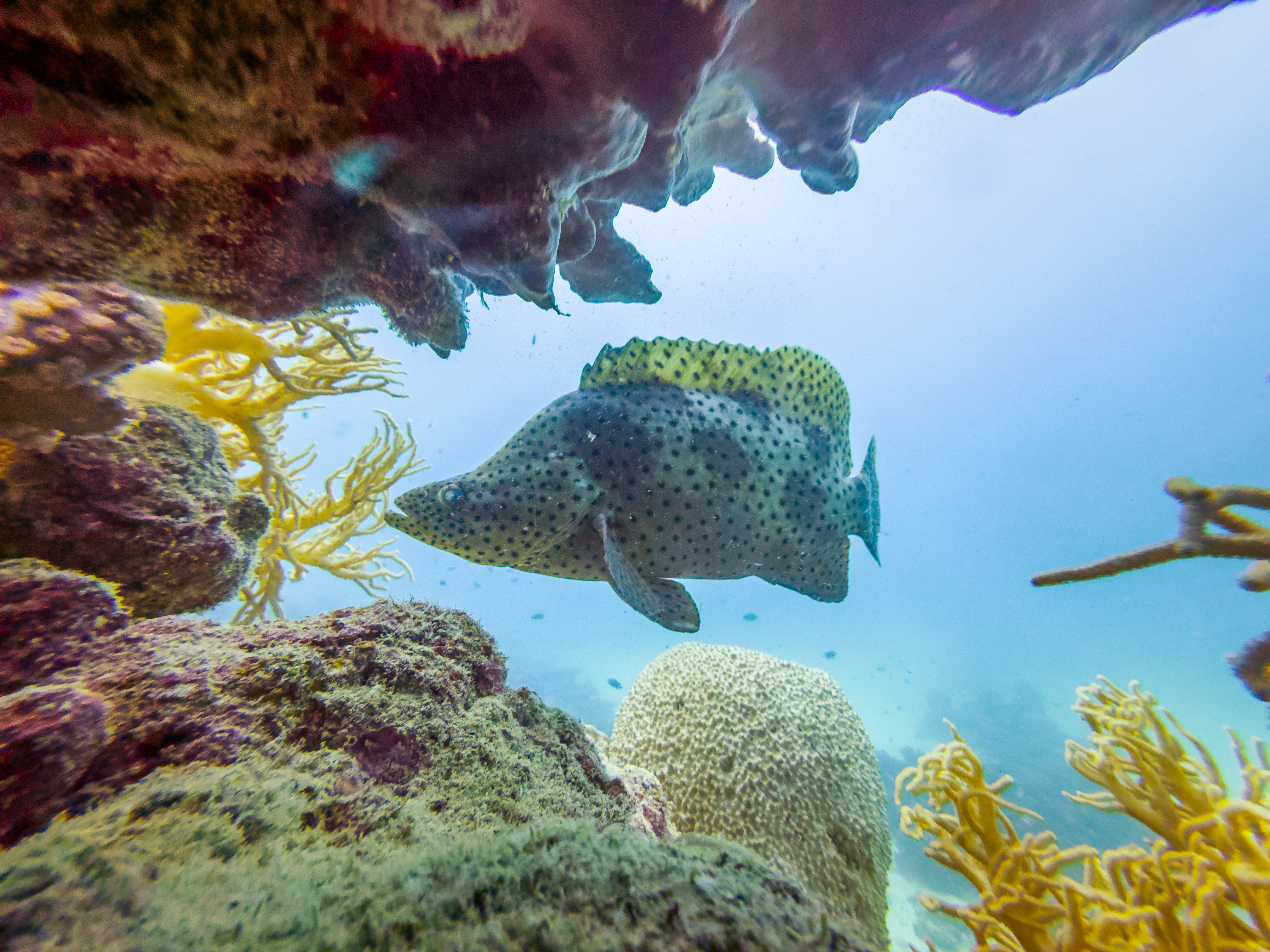 HVPT8177.jpg — Great Barrier Reef Feb 2025