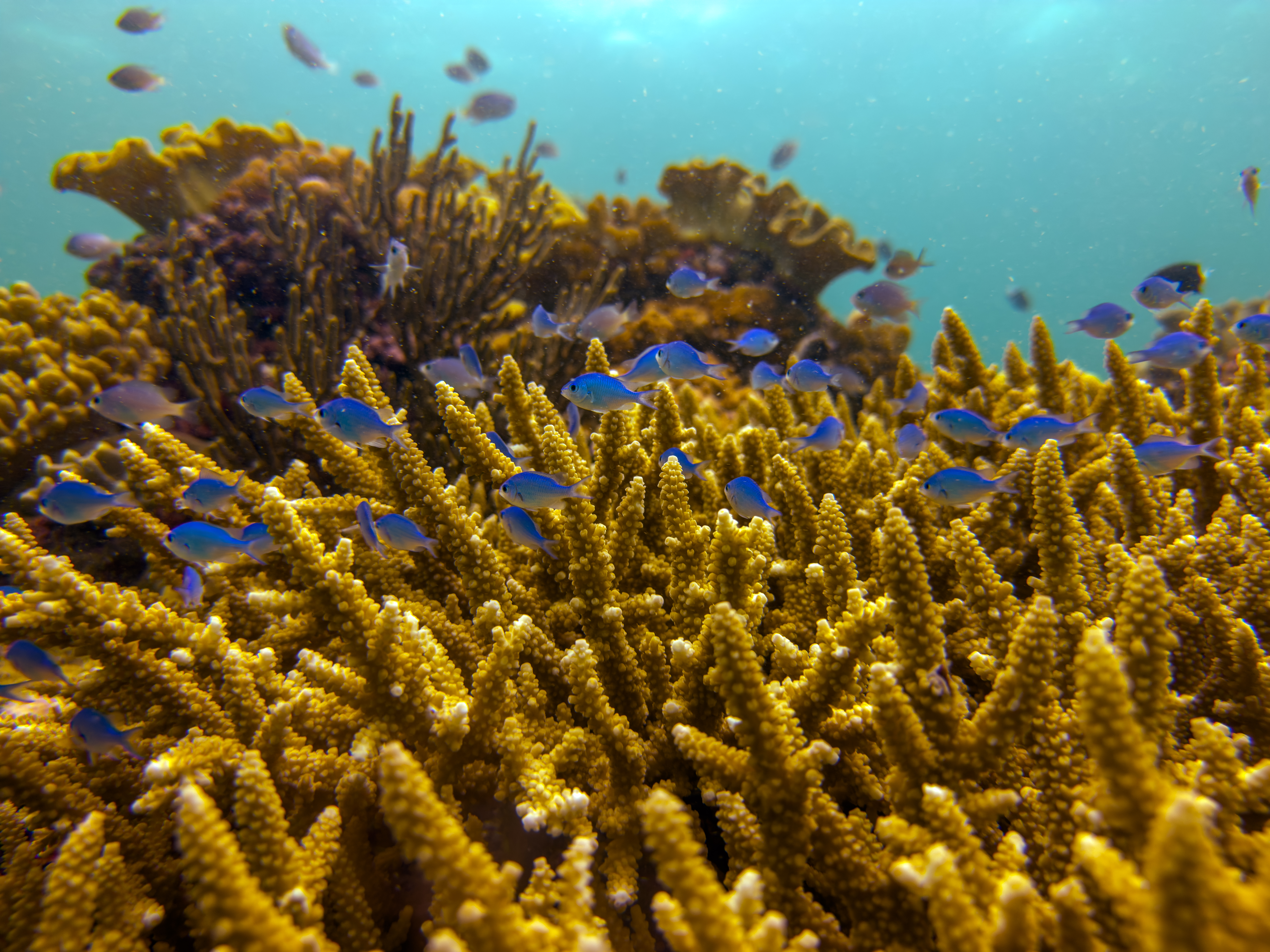 ISBX7875.jpg — Great Barrier Reef Feb 2025