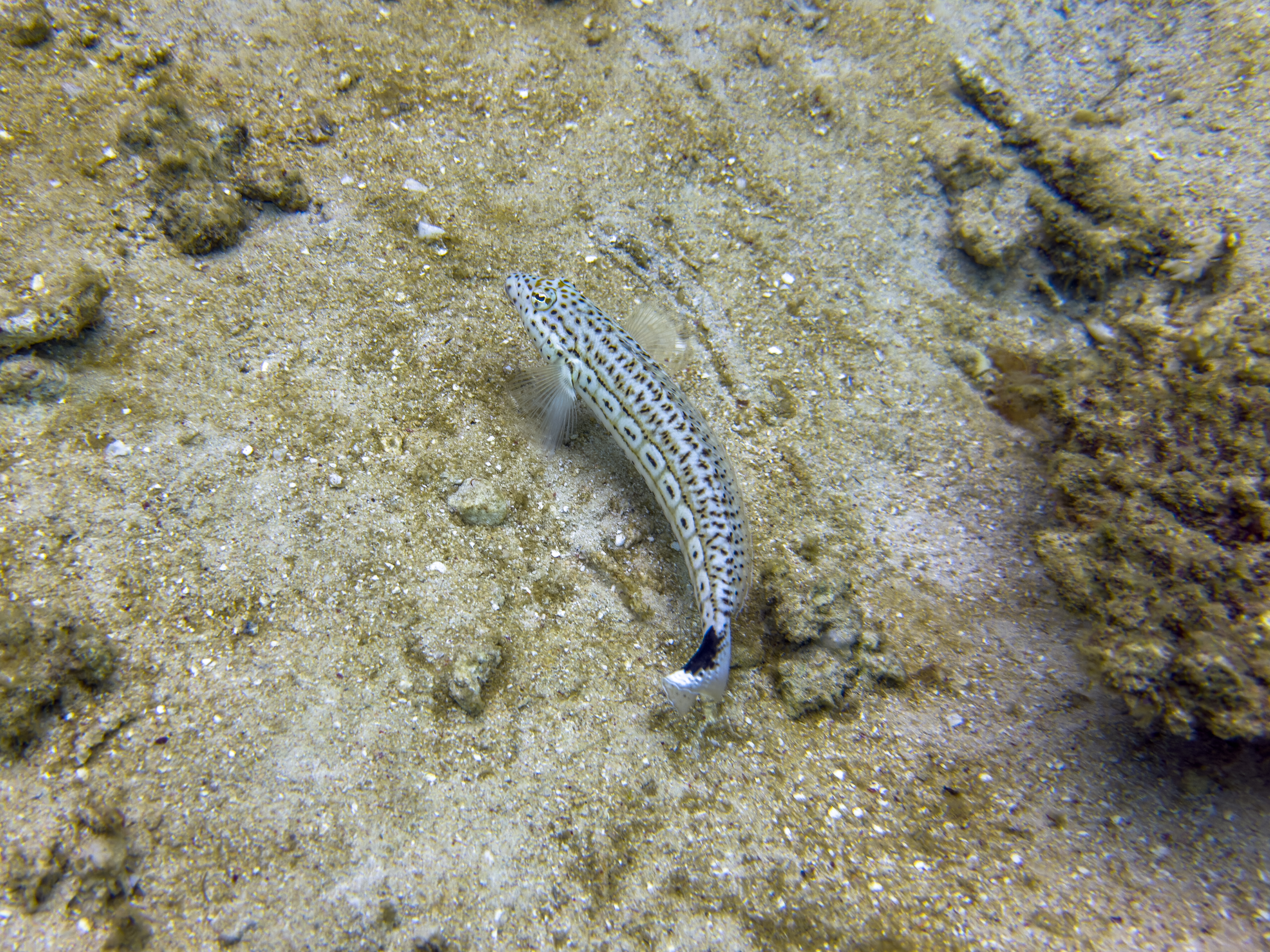 JECG9213.jpg — Great Barrier Reef Feb 2025