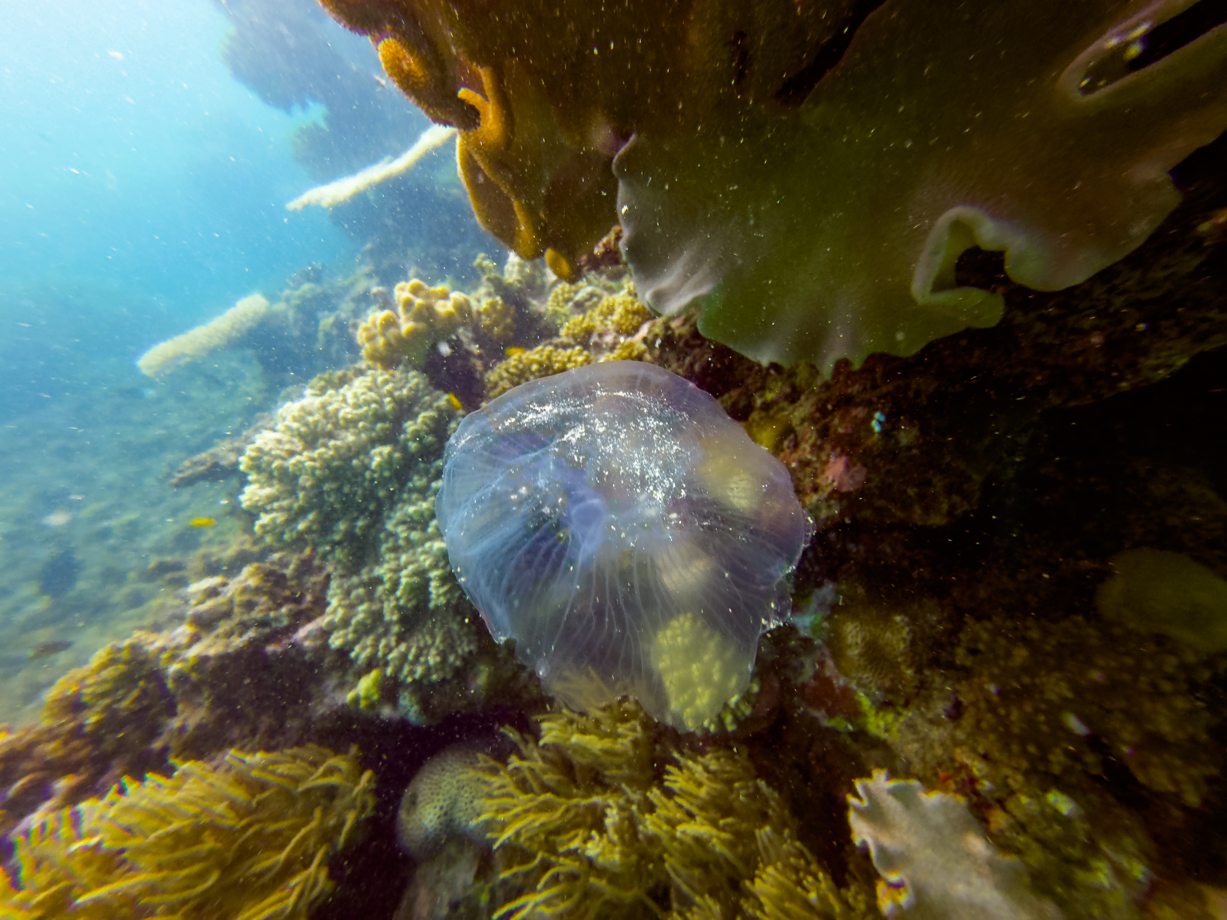 JHUS2143.jpg — Great Barrier Reef Feb 2025