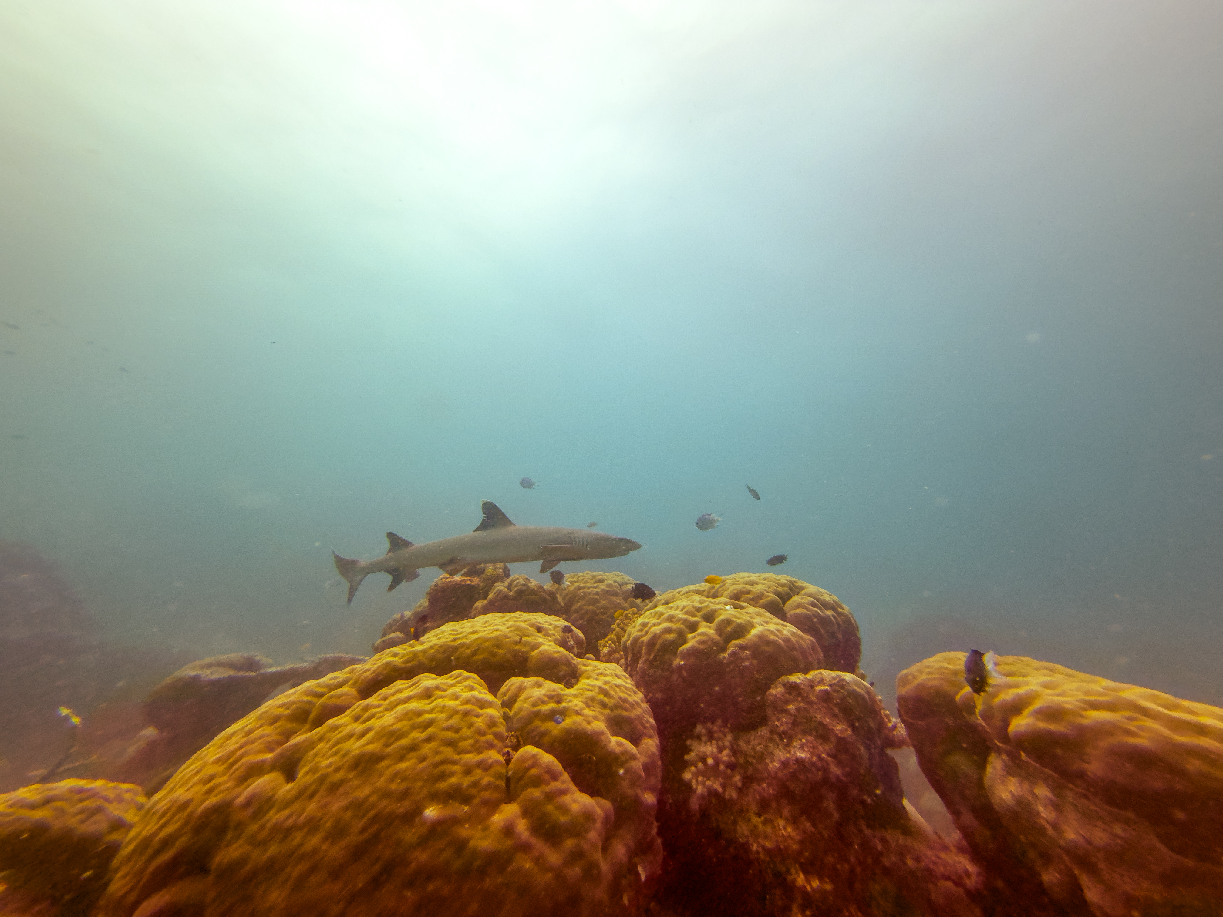 KPZL5079.jpg — Great Barrier Reef Feb 2025
