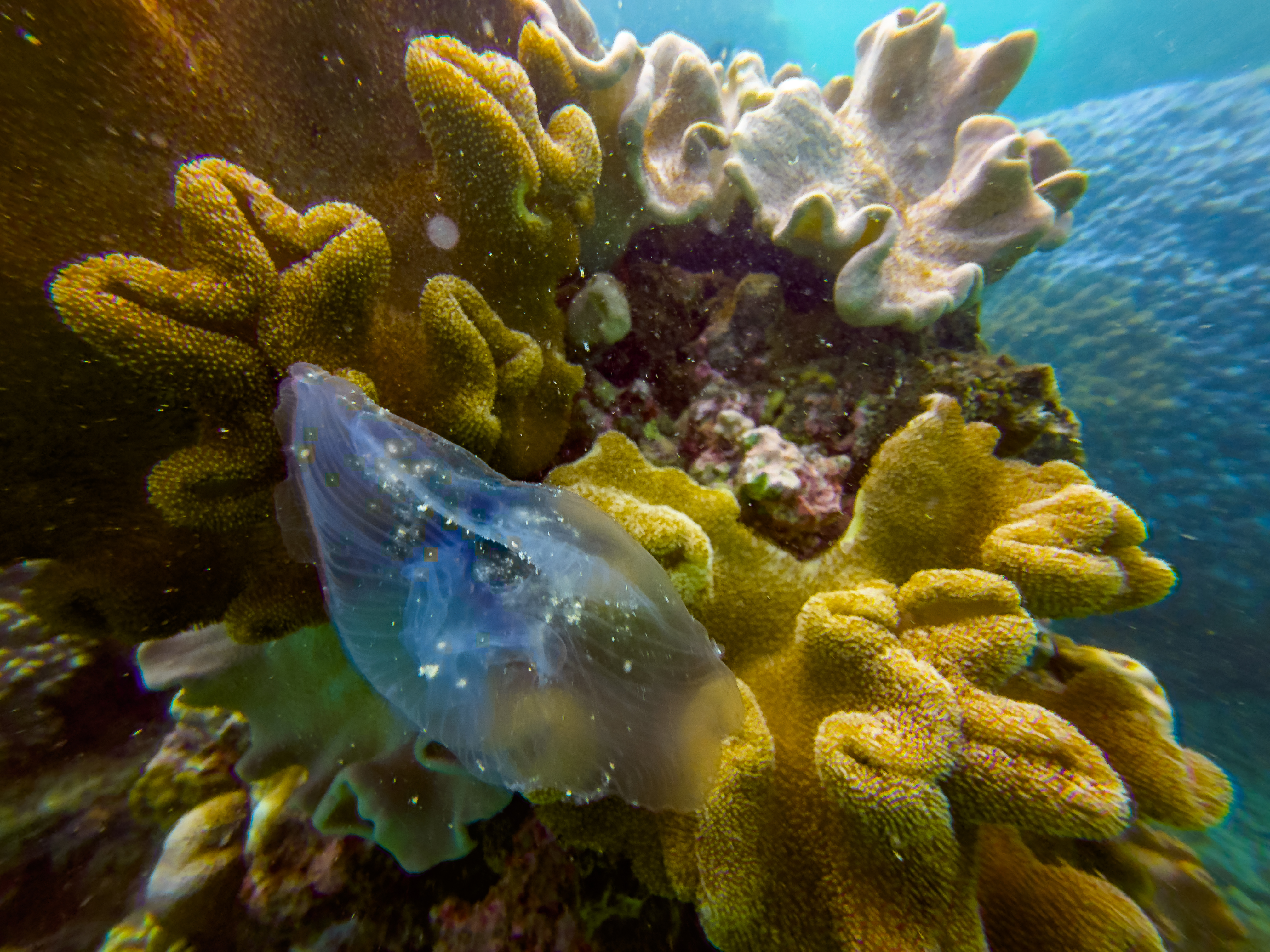 KQPL3697.jpg — Great Barrier Reef Feb 2025