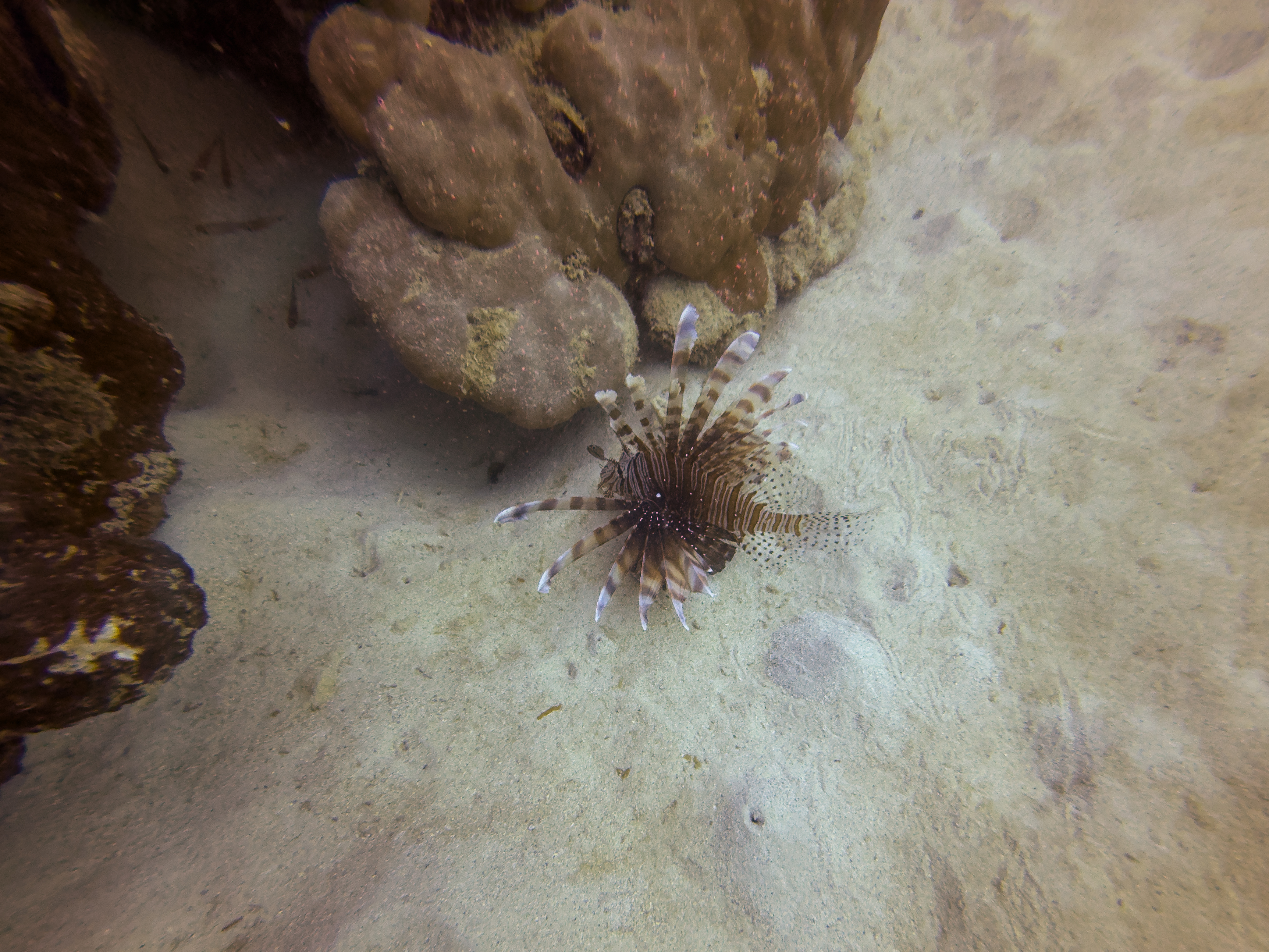 LOJF3085.jpg — Great Barrier Reef Feb 2025