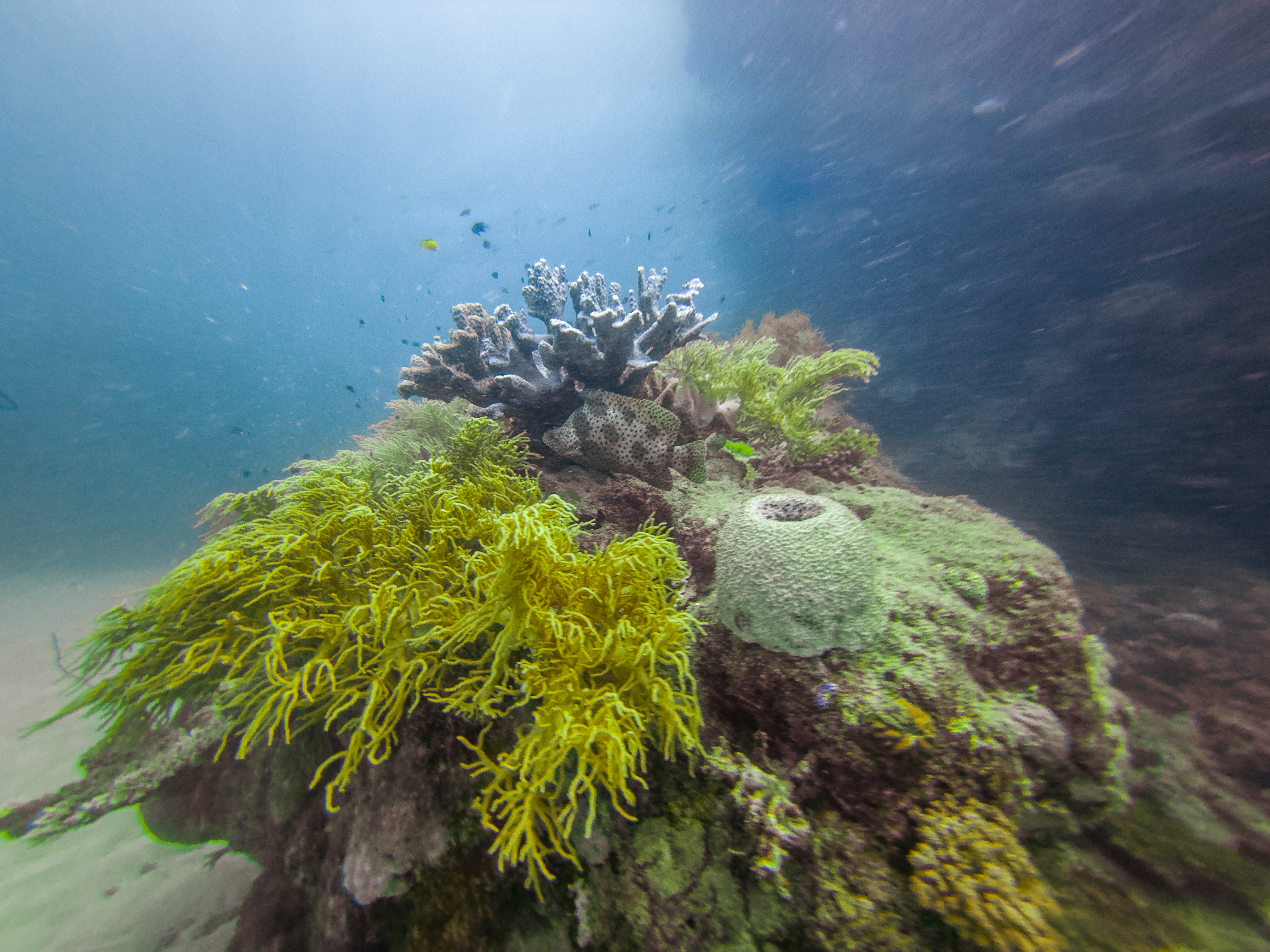 LUVS7830.jpg — Great Barrier Reef Feb 2025