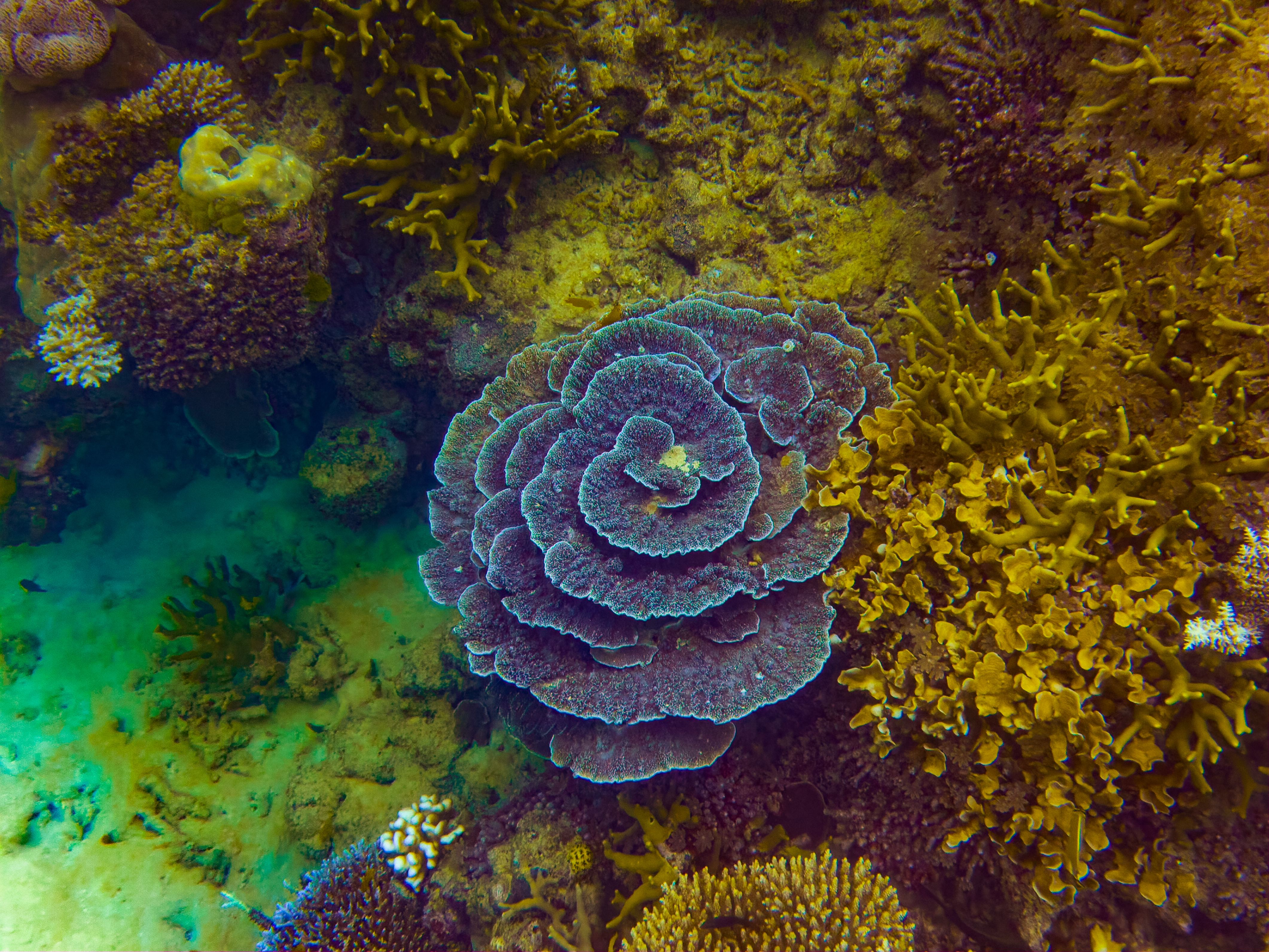 MEAM7226.jpg — Great Barrier Reef Feb 2025