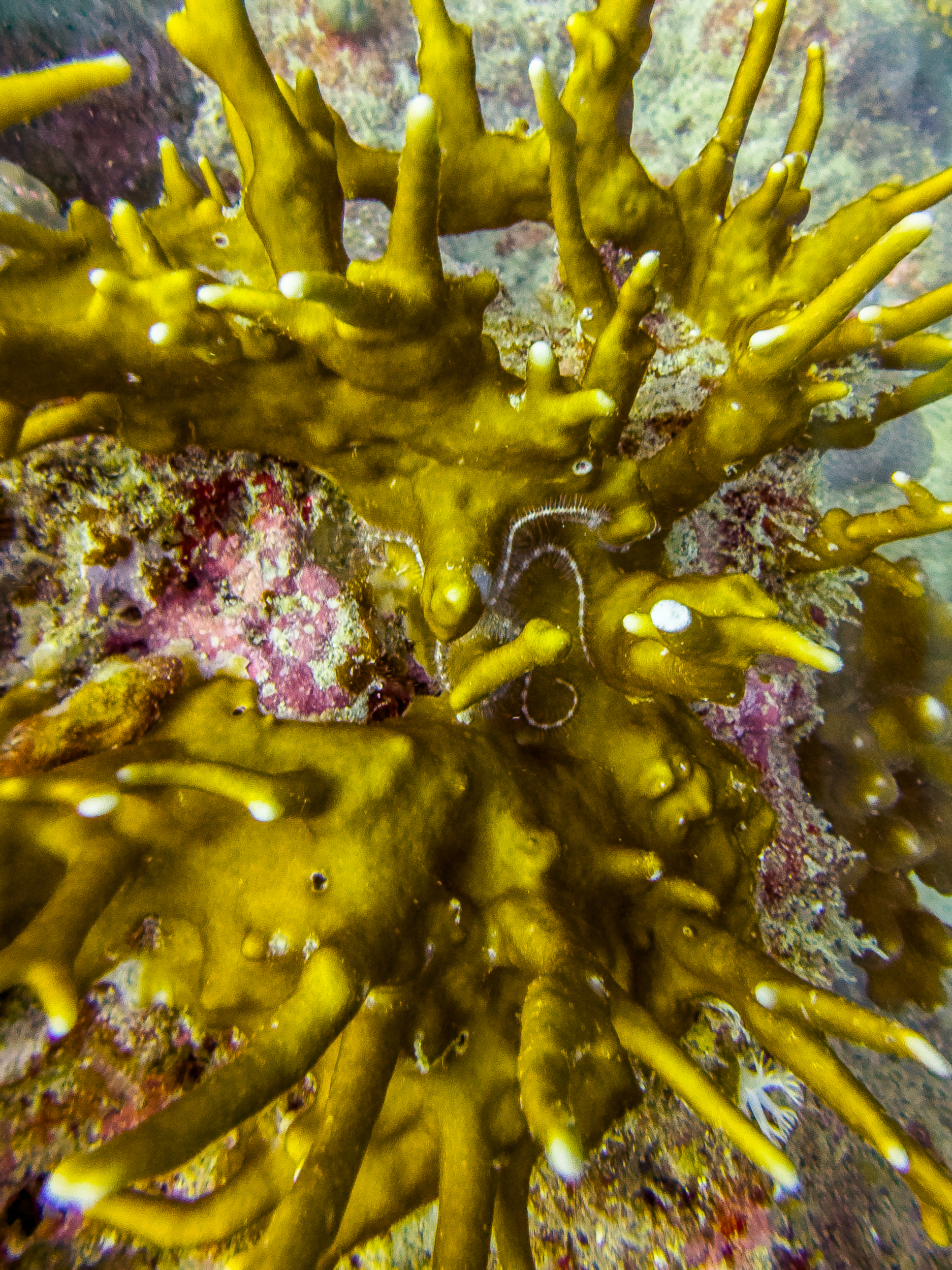 MEMK2859.jpg — Great Barrier Reef Feb 2025