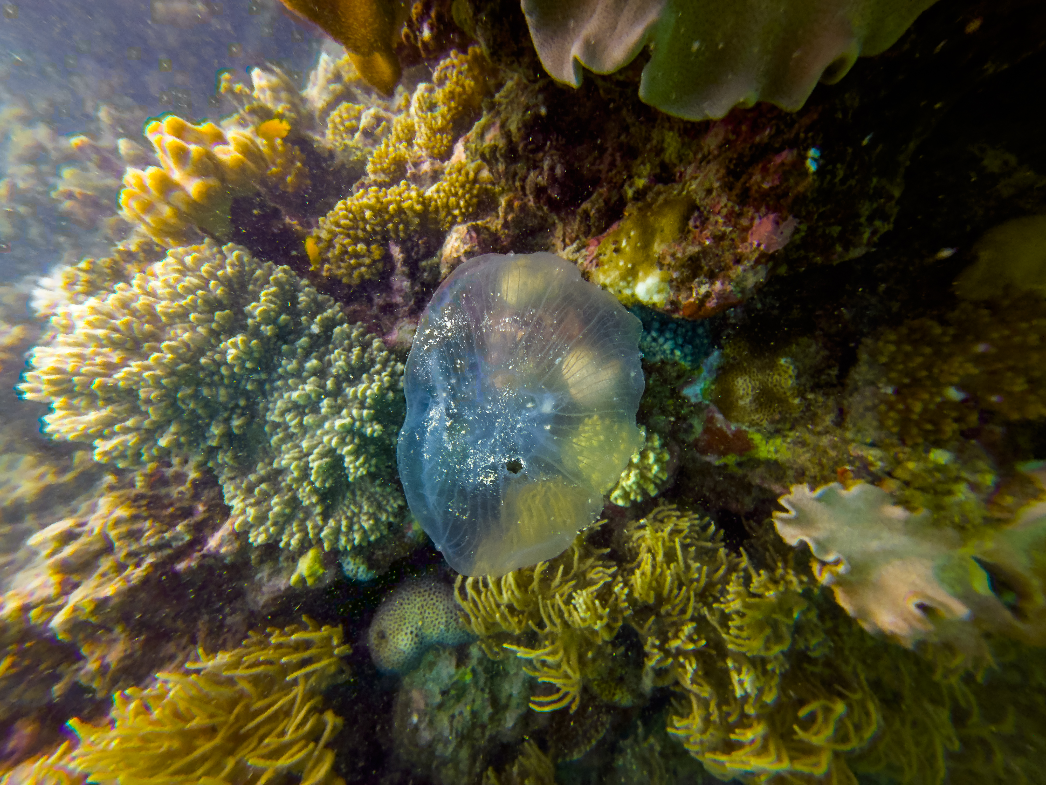 MWKO0606.jpg — Great Barrier Reef Feb 2025