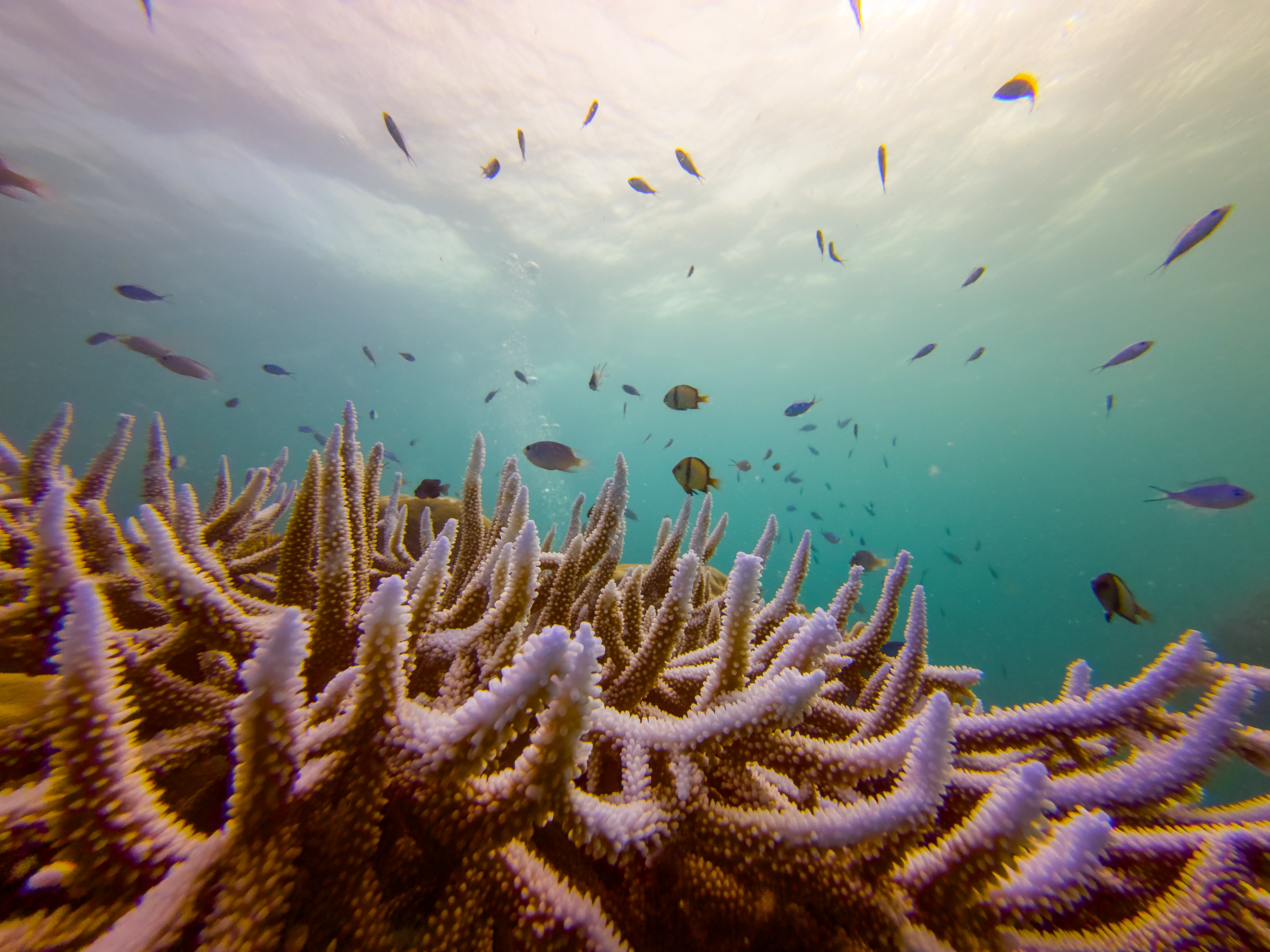 NYBH2027.jpg — Great Barrier Reef Feb 2025
