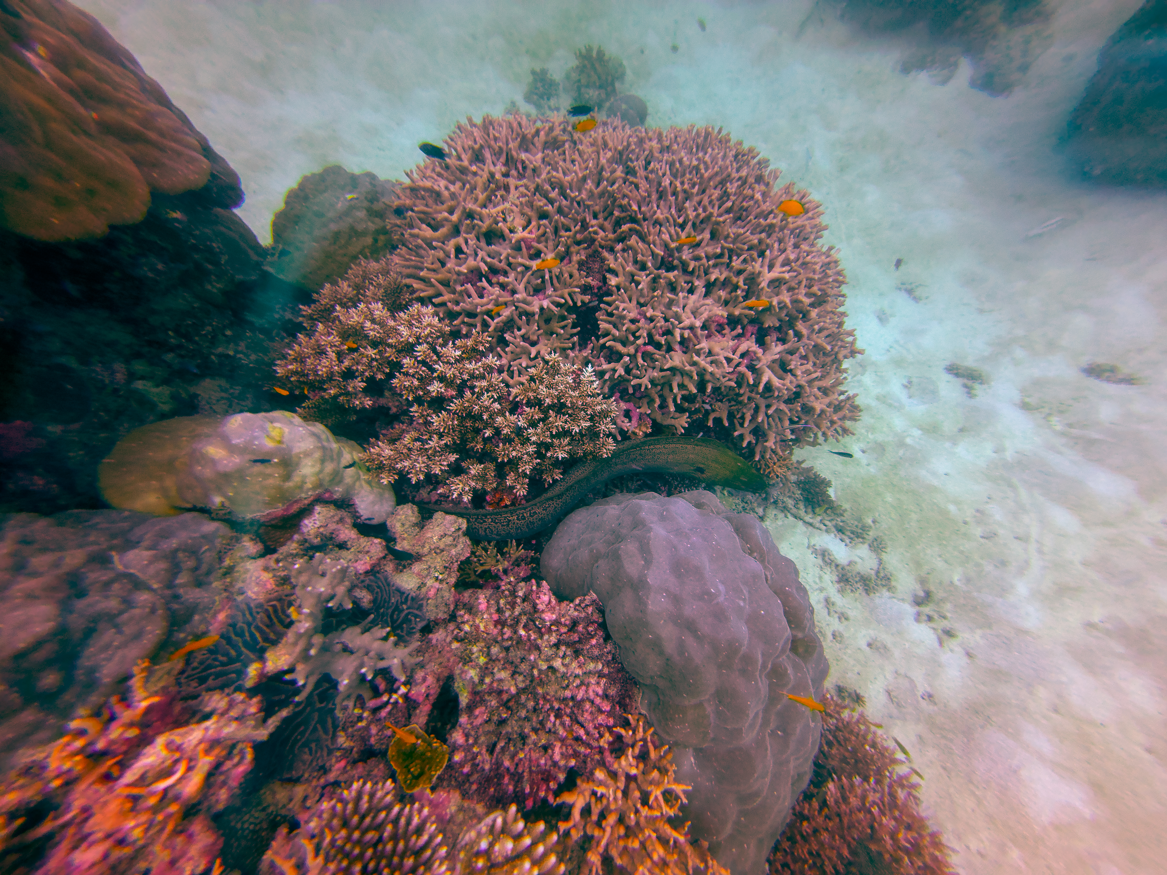 OKSN4519.jpg — Great Barrier Reef Feb 2025