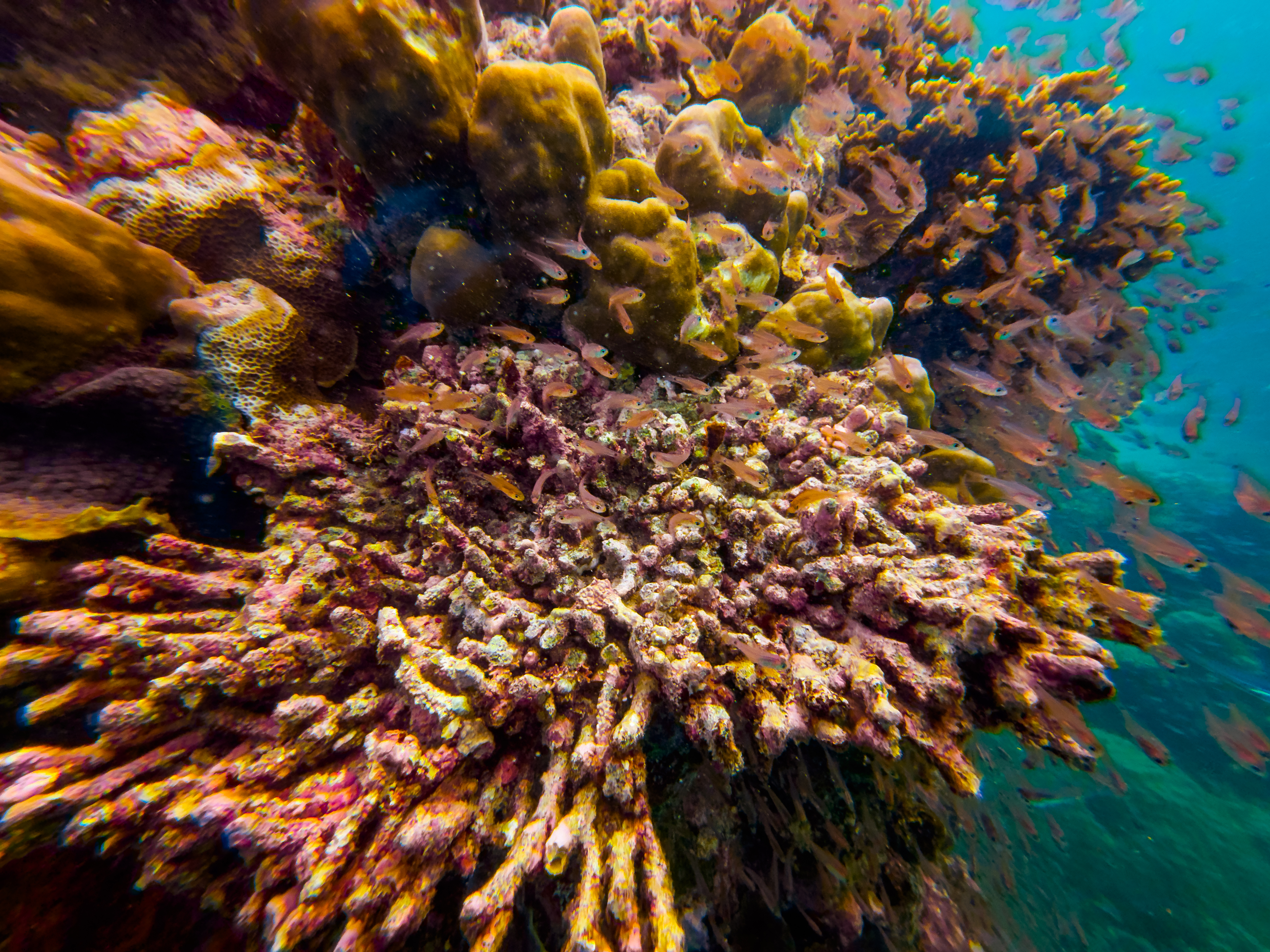 PLMH9731.jpg — Great Barrier Reef Feb 2025