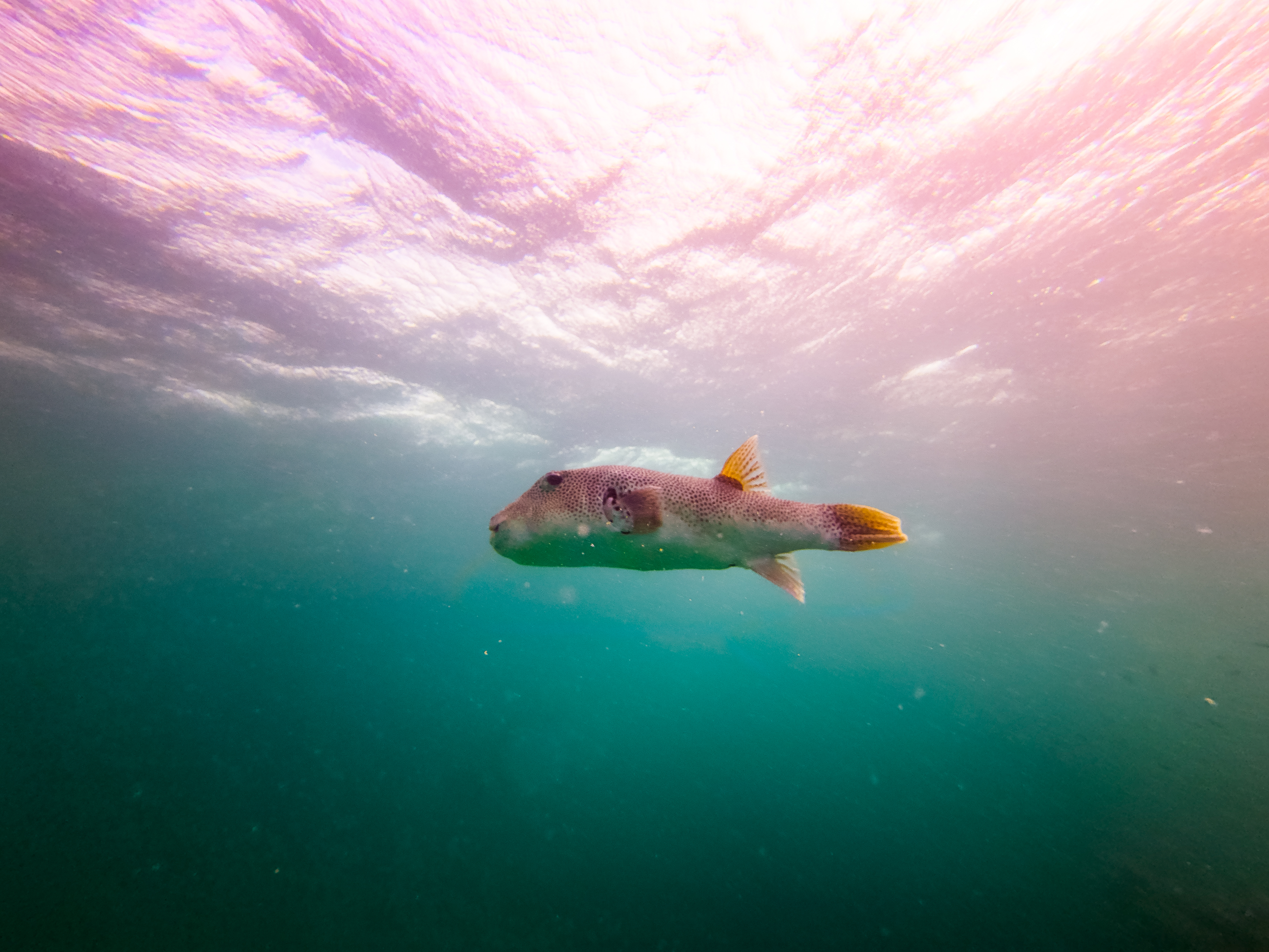 PZGI2201.jpg — Great Barrier Reef Feb 2025