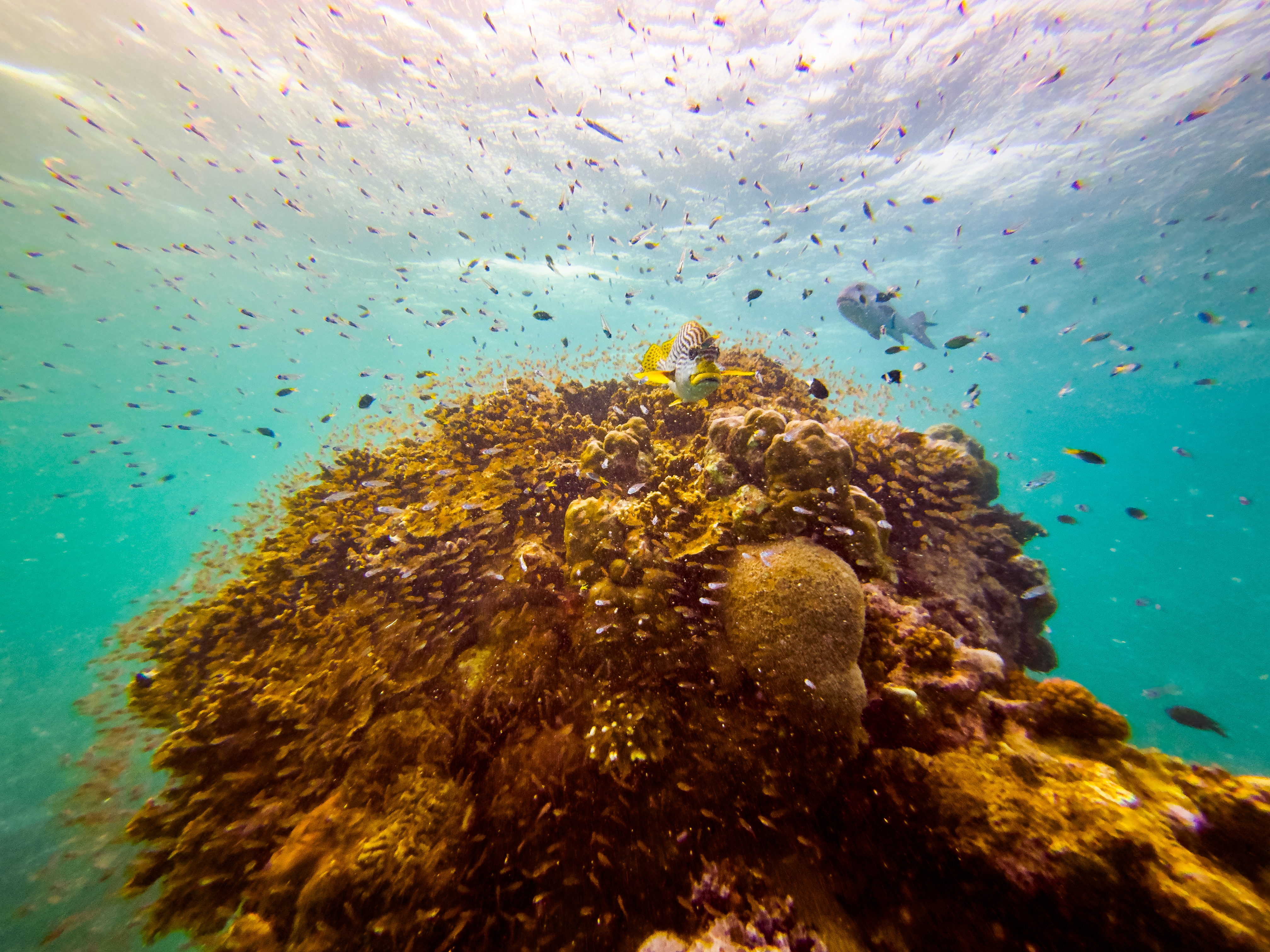 QANW2156.jpg — Great Barrier Reef Feb 2025