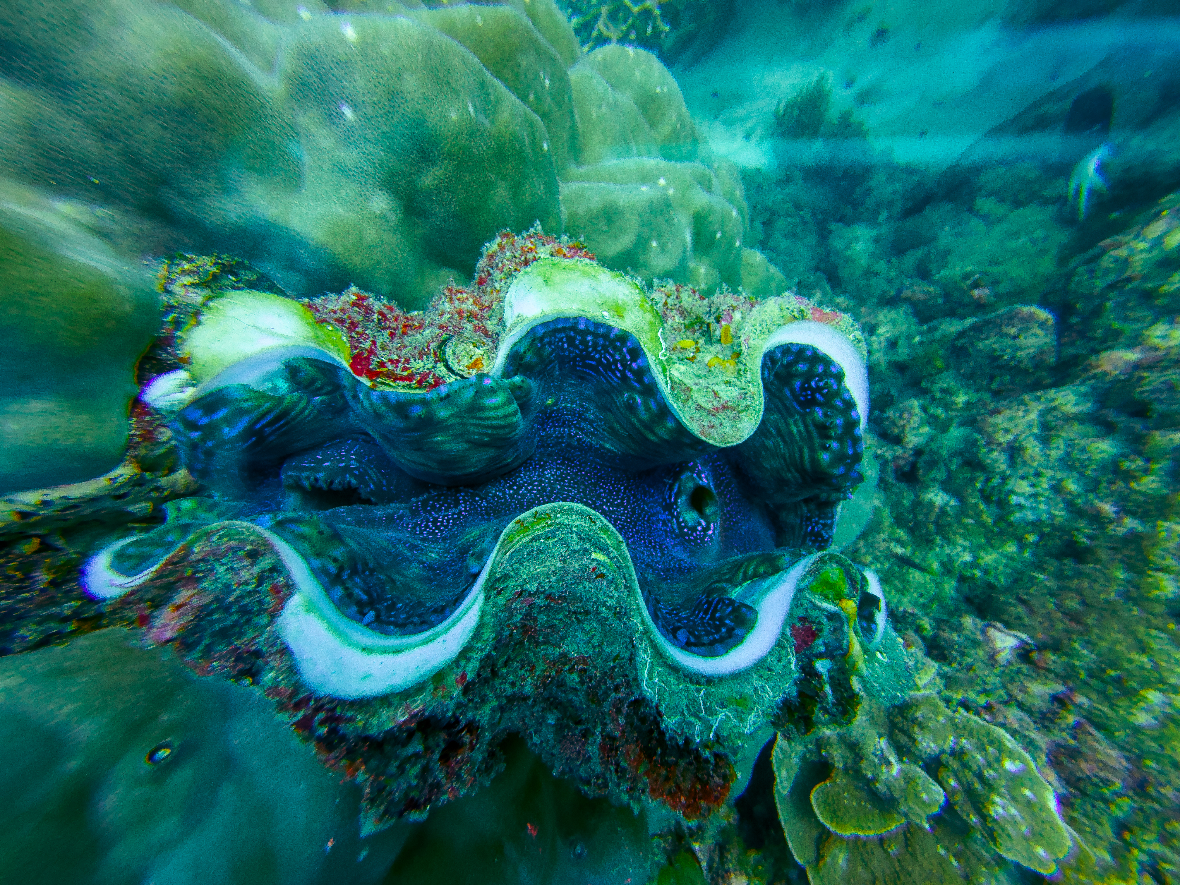 QFLI8252.jpg — Great Barrier Reef Feb 2025