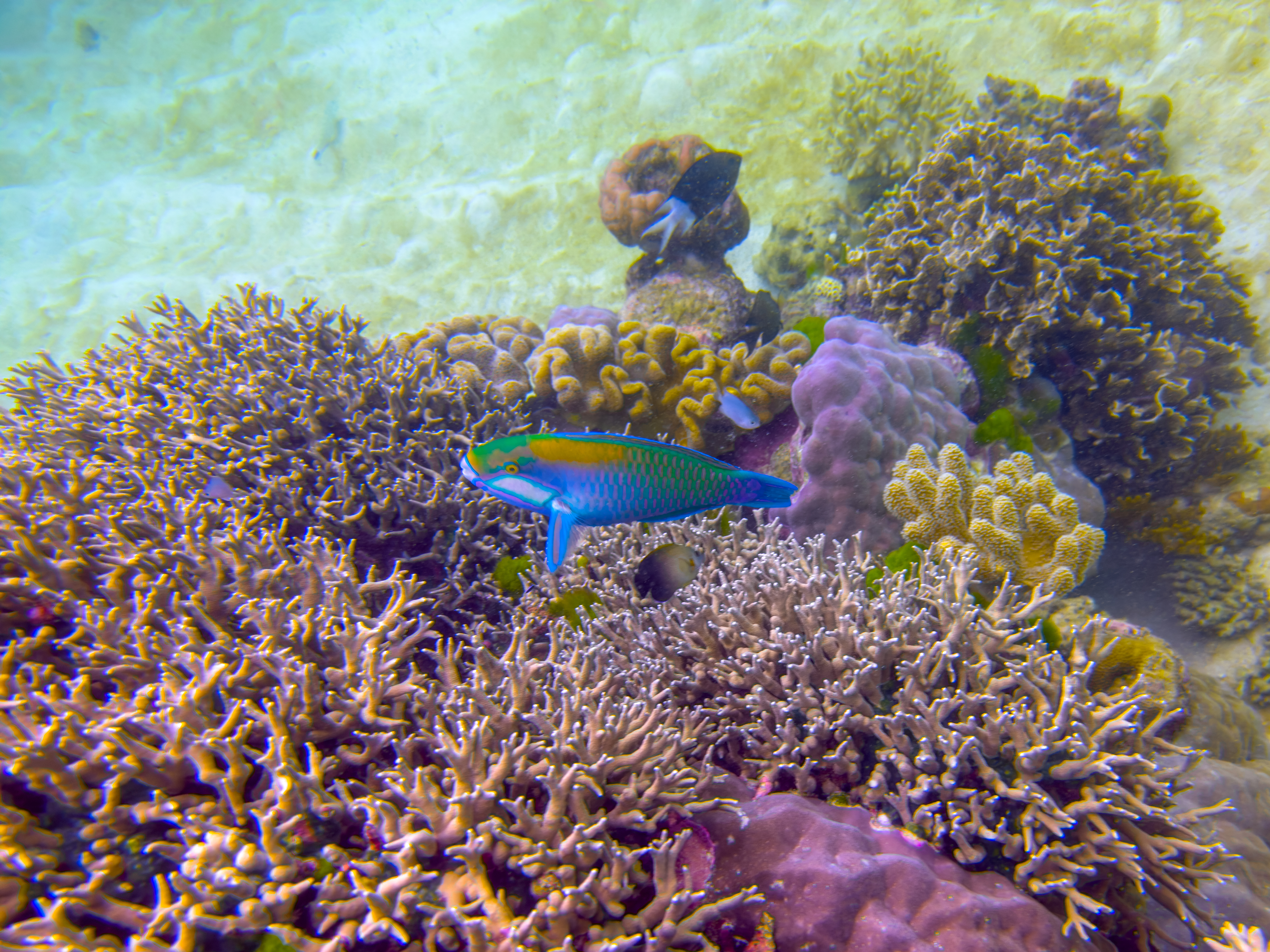 QLOB1144.jpg — Great Barrier Reef Feb 2025