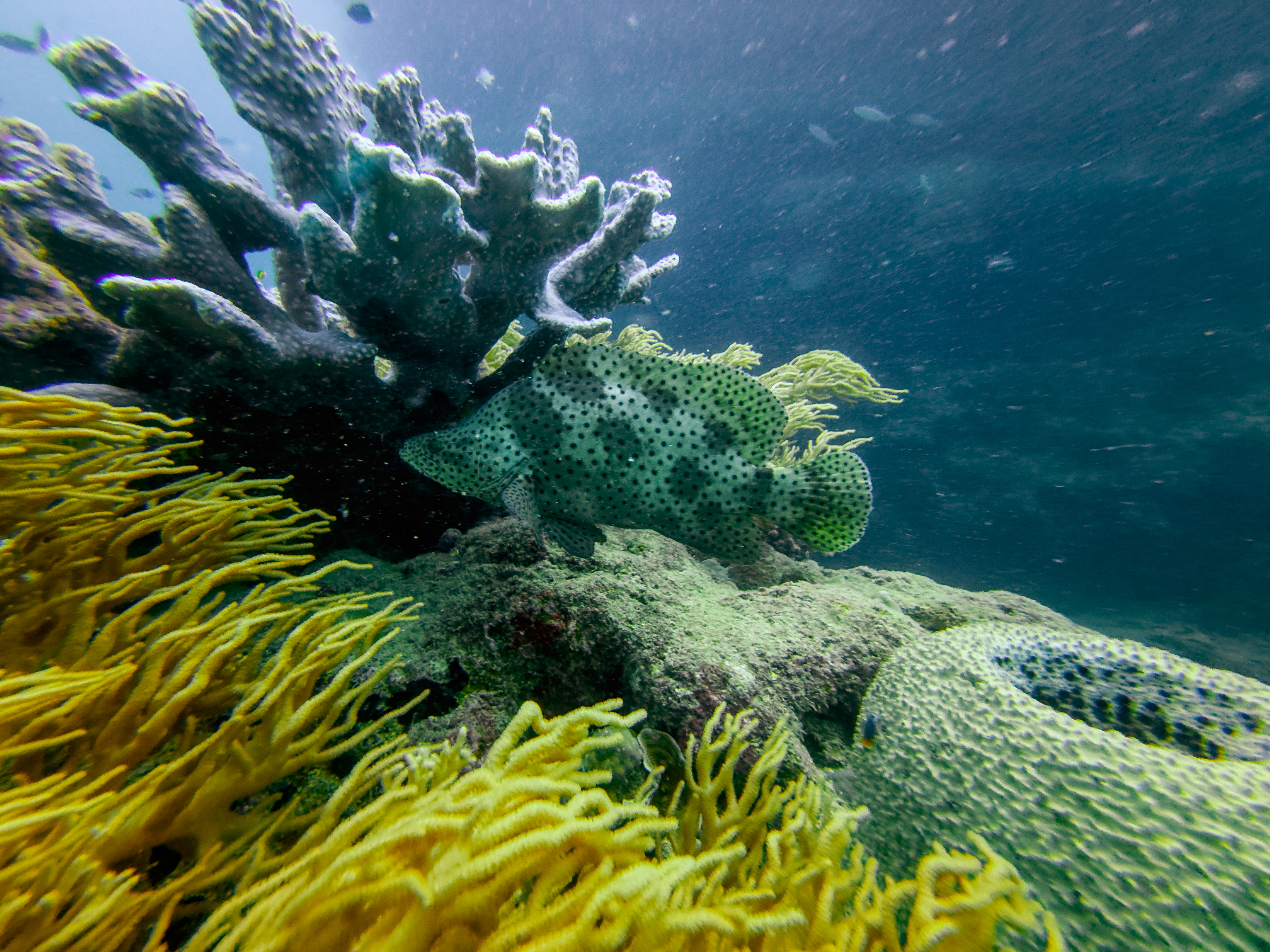 QWUB3469.jpg — Great Barrier Reef Feb 2025