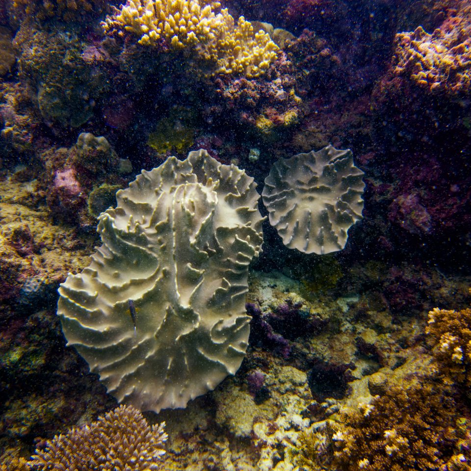 RTCP9127.jpg