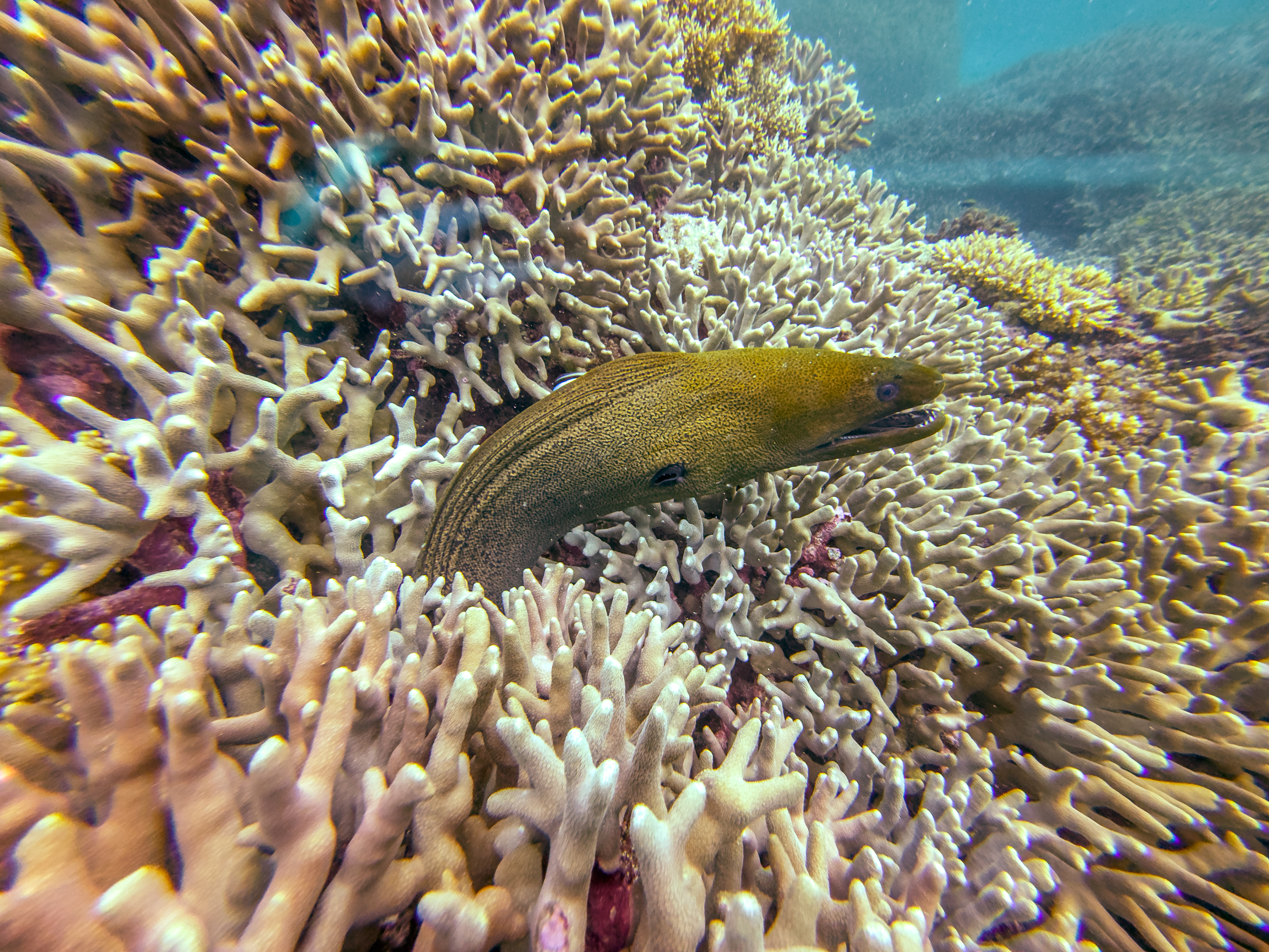SKPA7636.jpg — Great Barrier Reef Feb 2025