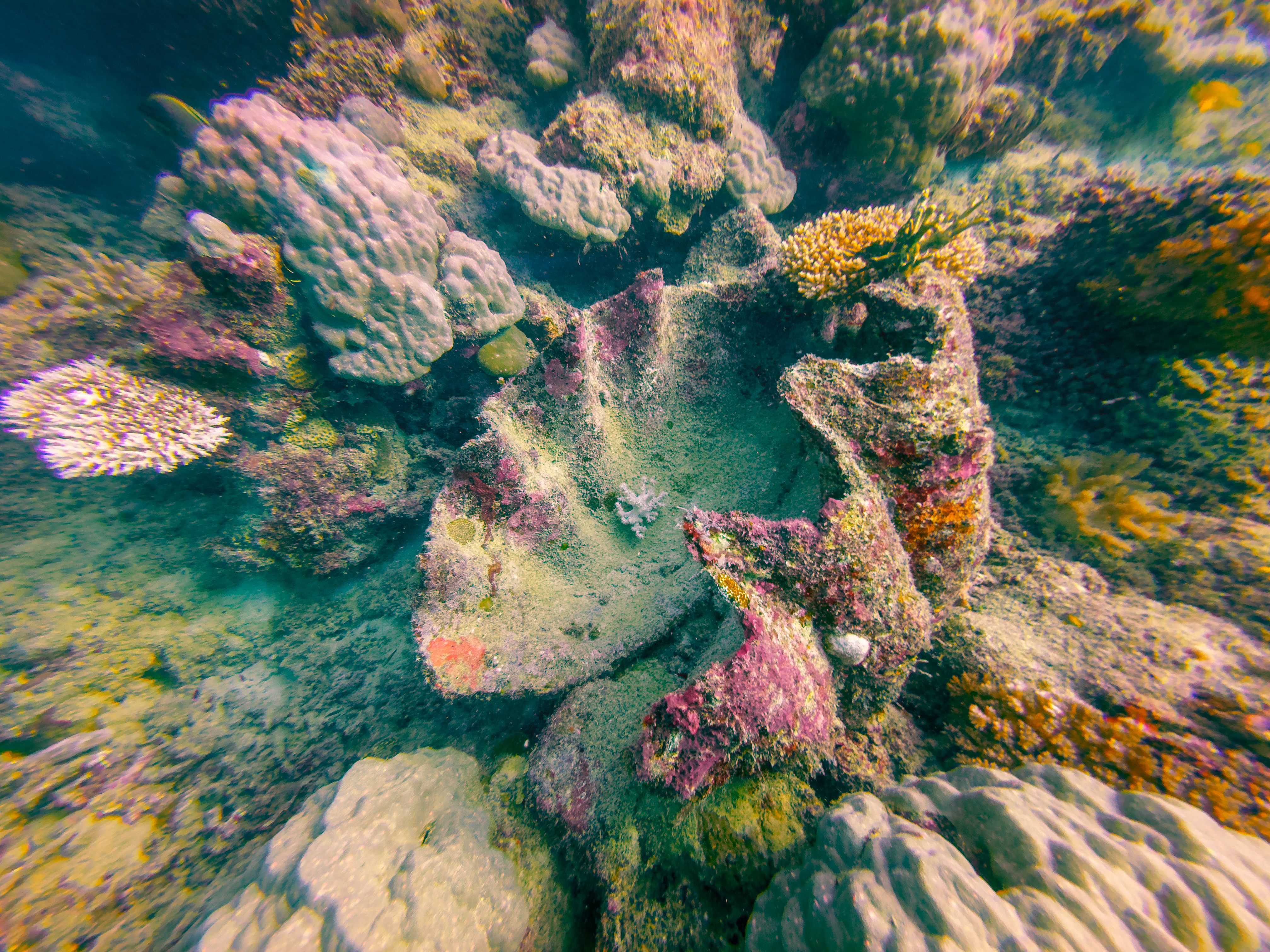 SLZV1431.jpg — Great Barrier Reef Feb 2025