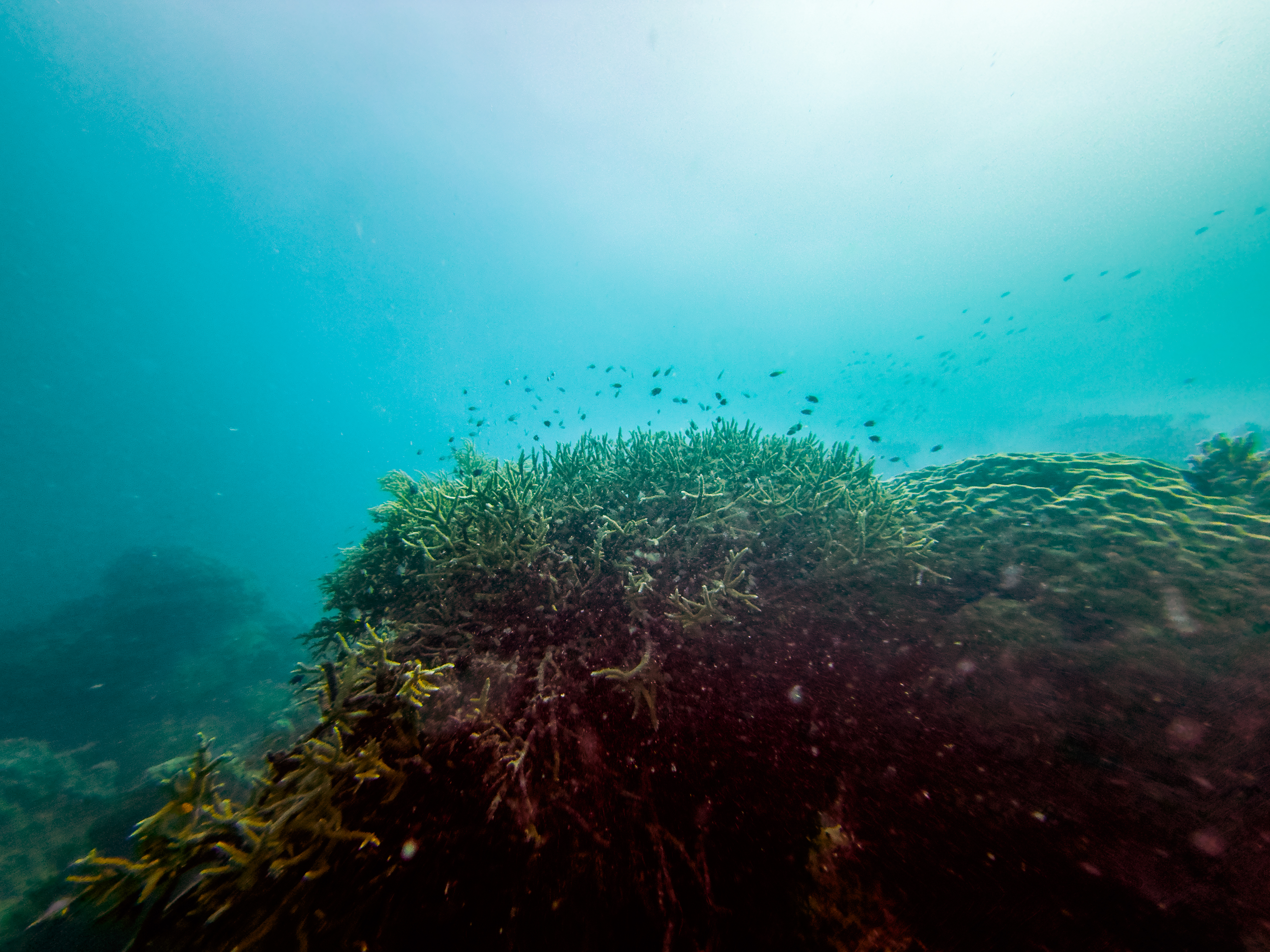STHV5263.jpg — Great Barrier Reef Feb 2025