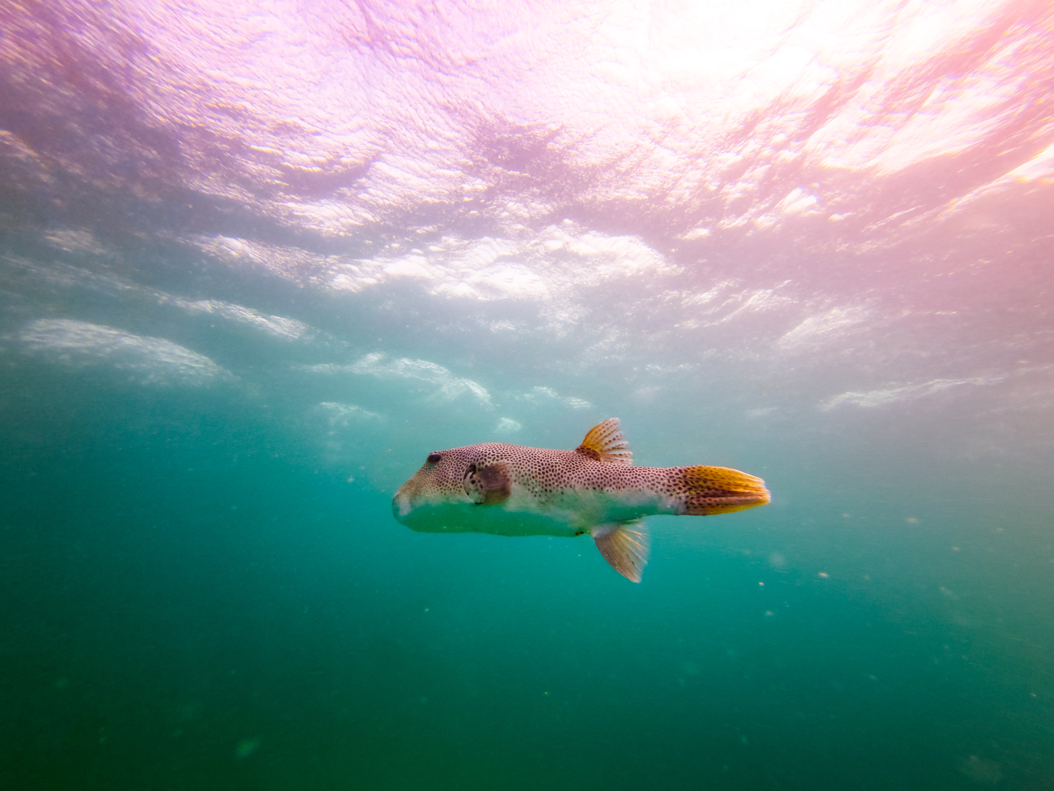 TOYZ5968.jpg — Great Barrier Reef Feb 2025