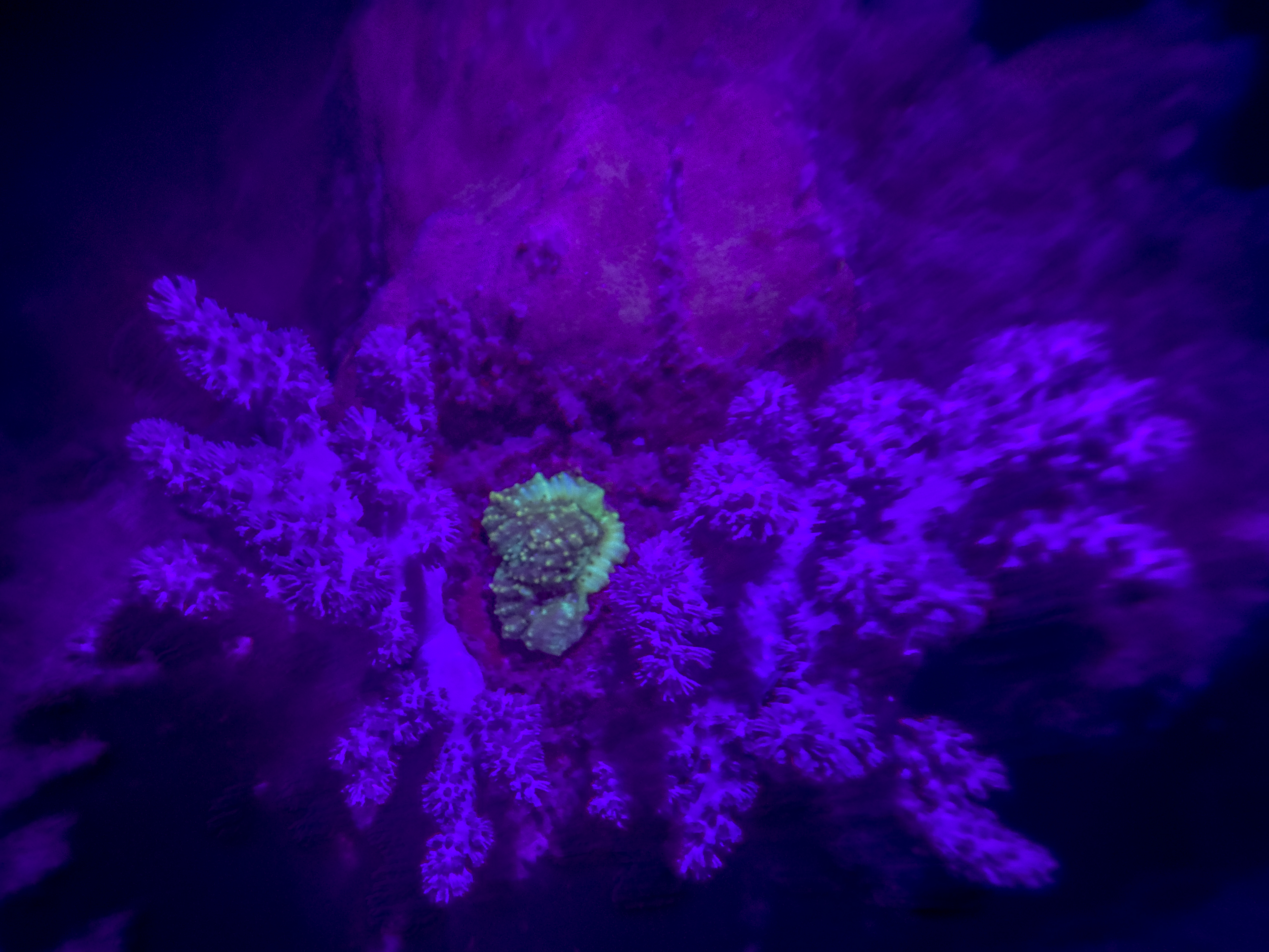 TRJD7599.jpg — Great Barrier Reef Feb 2025