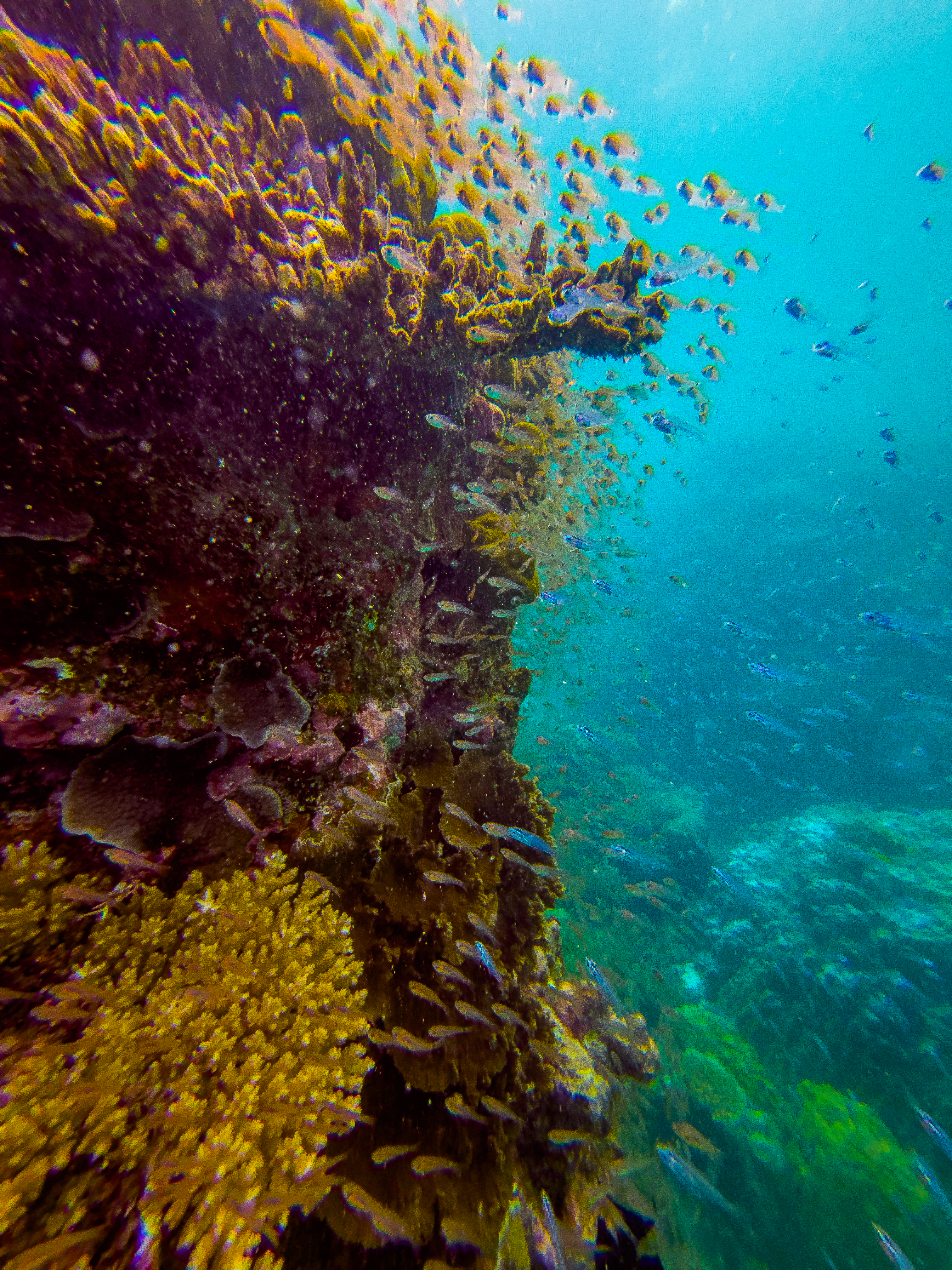 TRKY5857.jpg — Great Barrier Reef Feb 2025