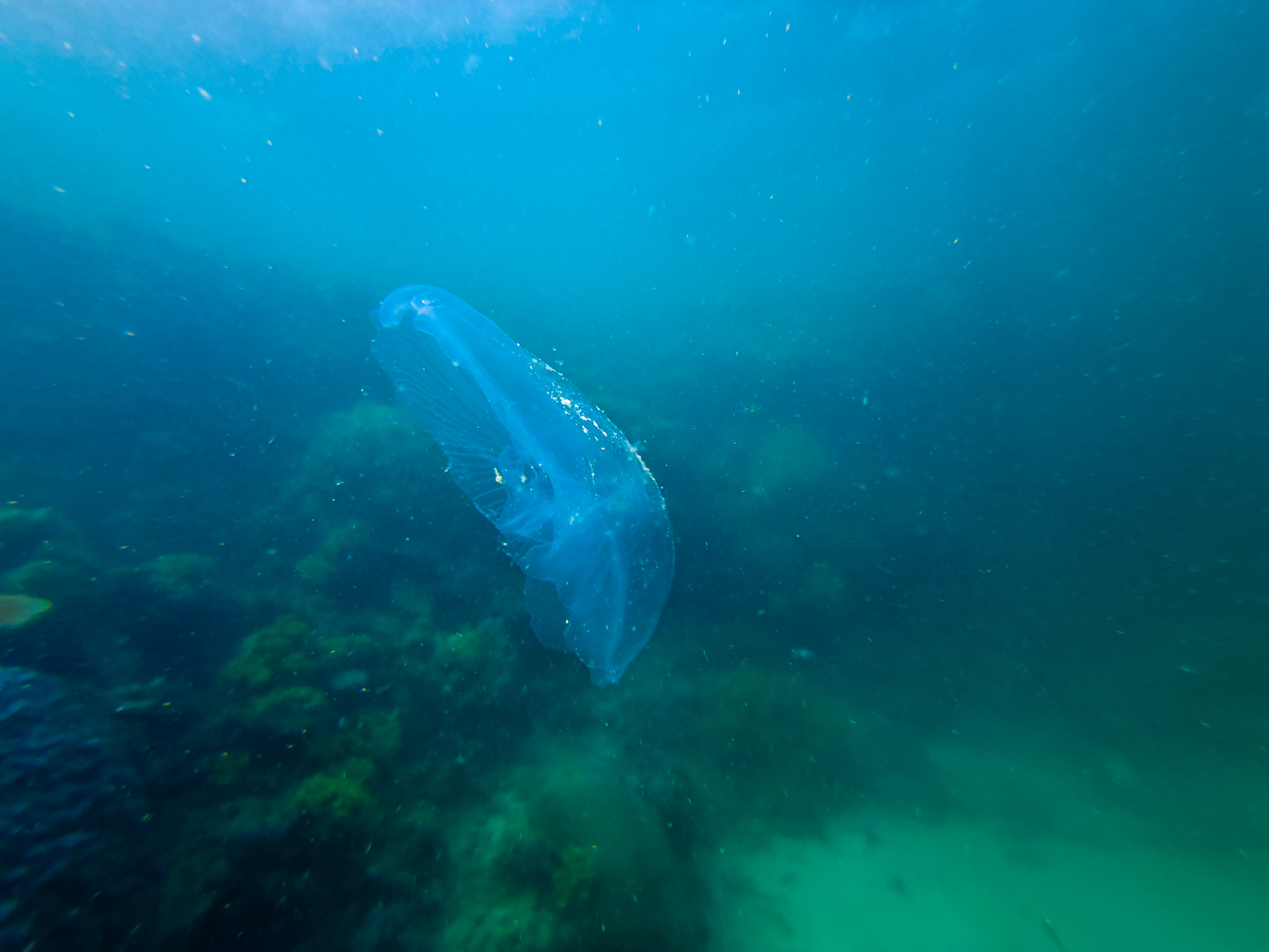 TVQJ9648.jpg — Great Barrier Reef Feb 2025
