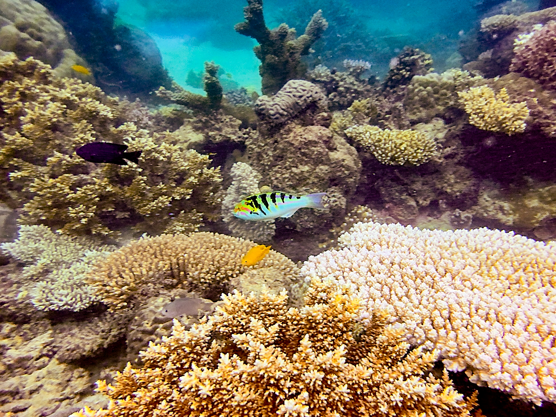 ULQCE2426.jpg — Great Barrier Reef Feb 2025
